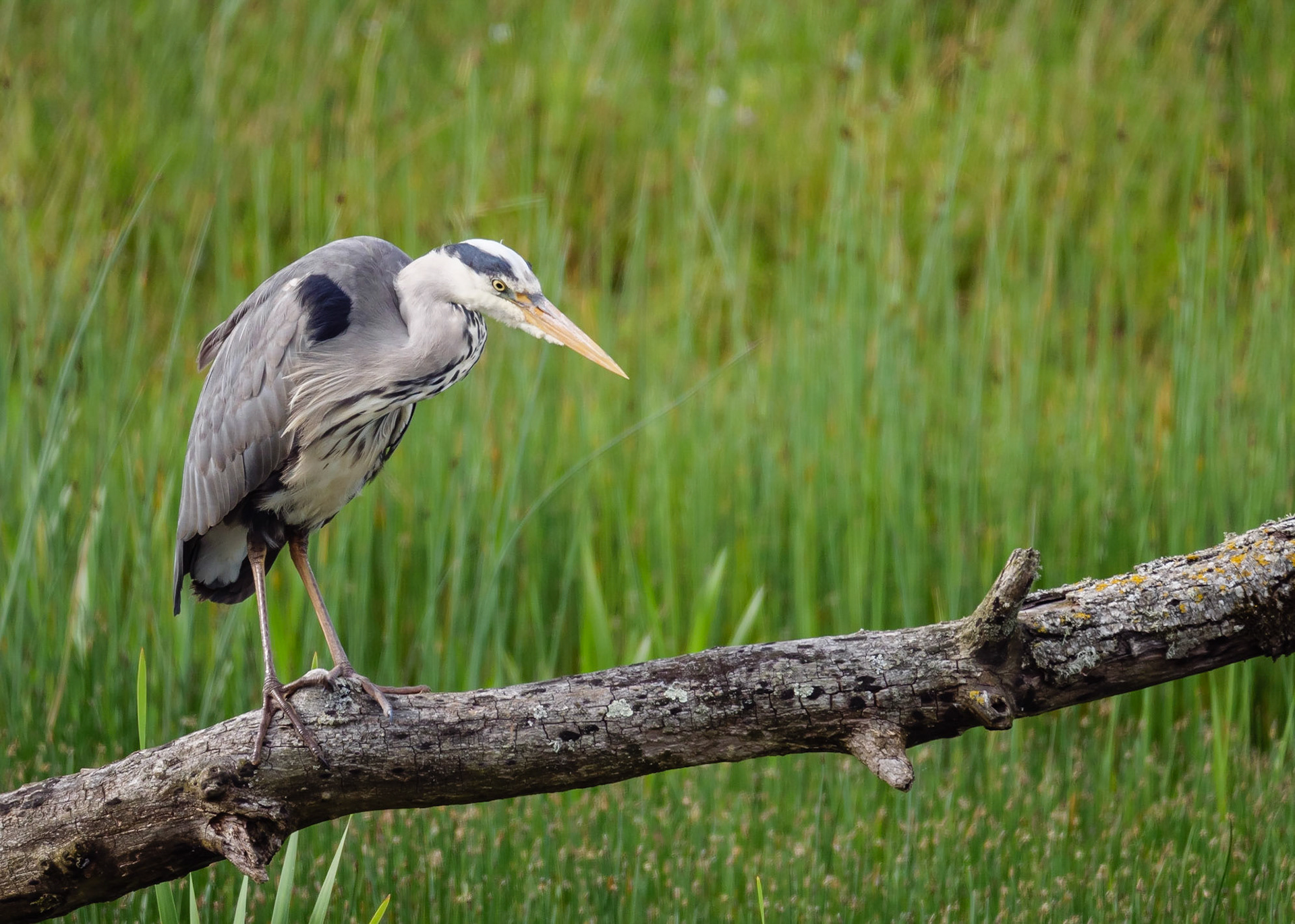 Heron