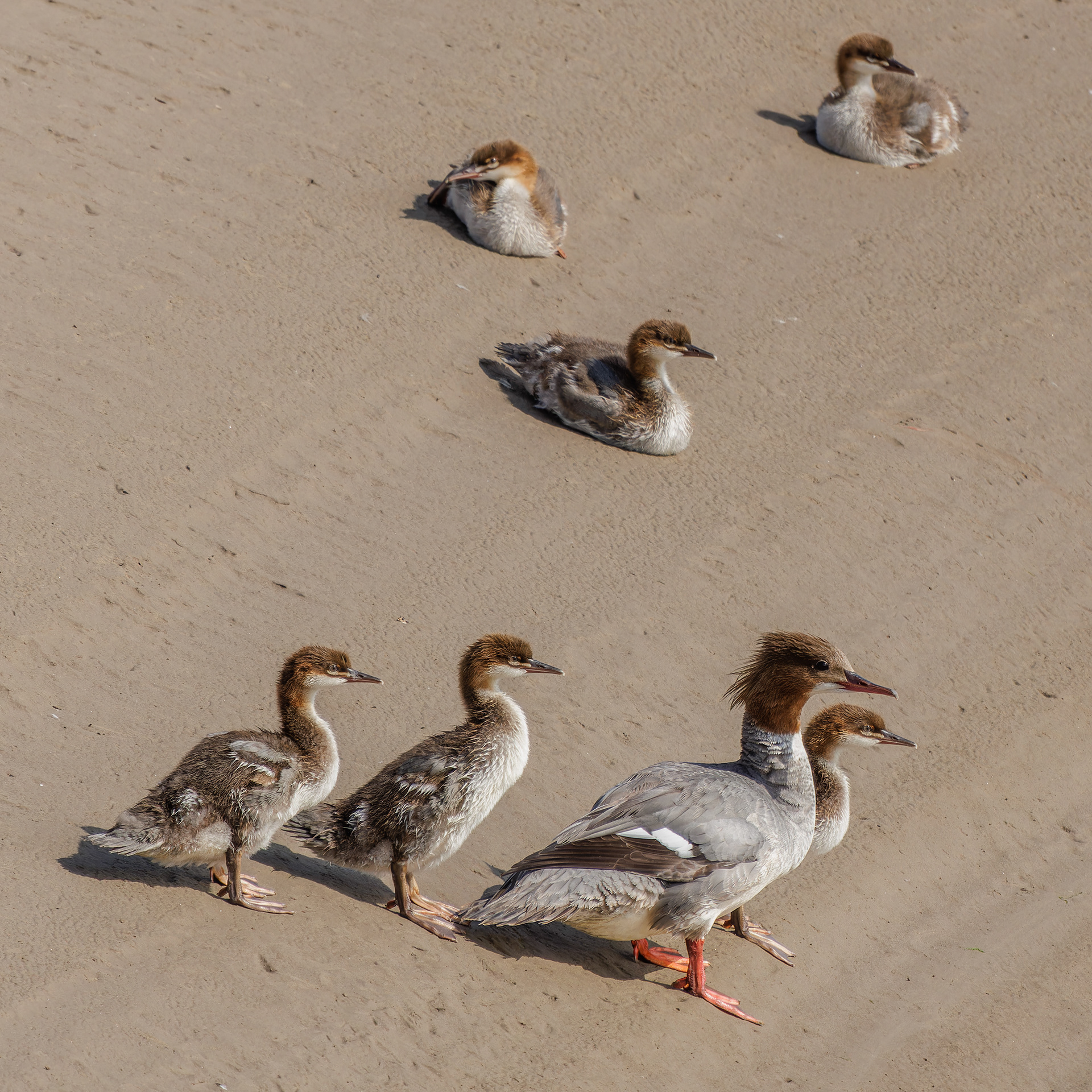 Goosander
