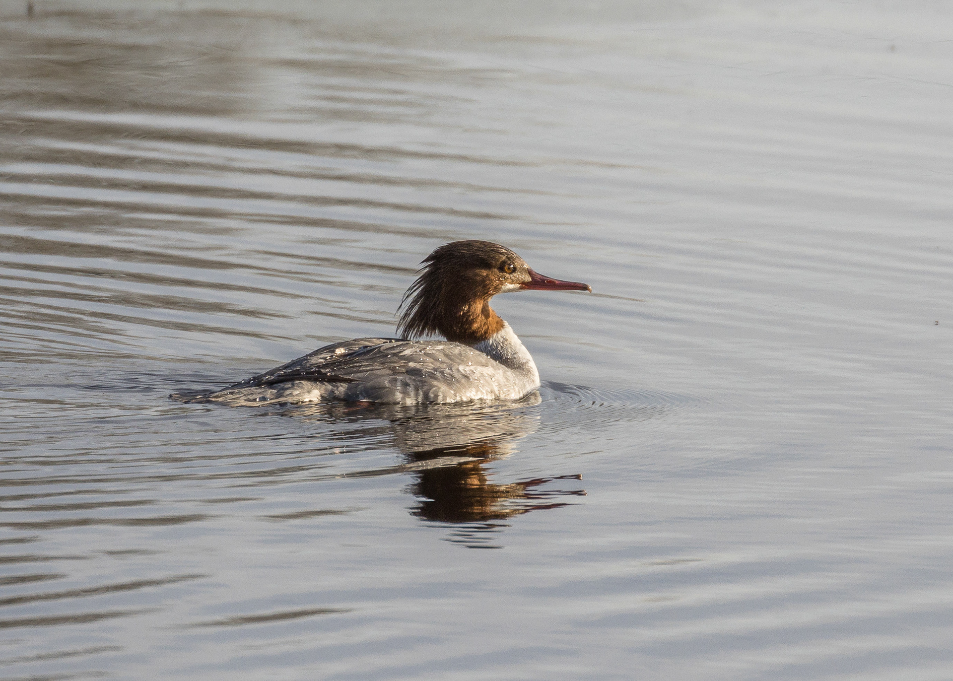 Goosander