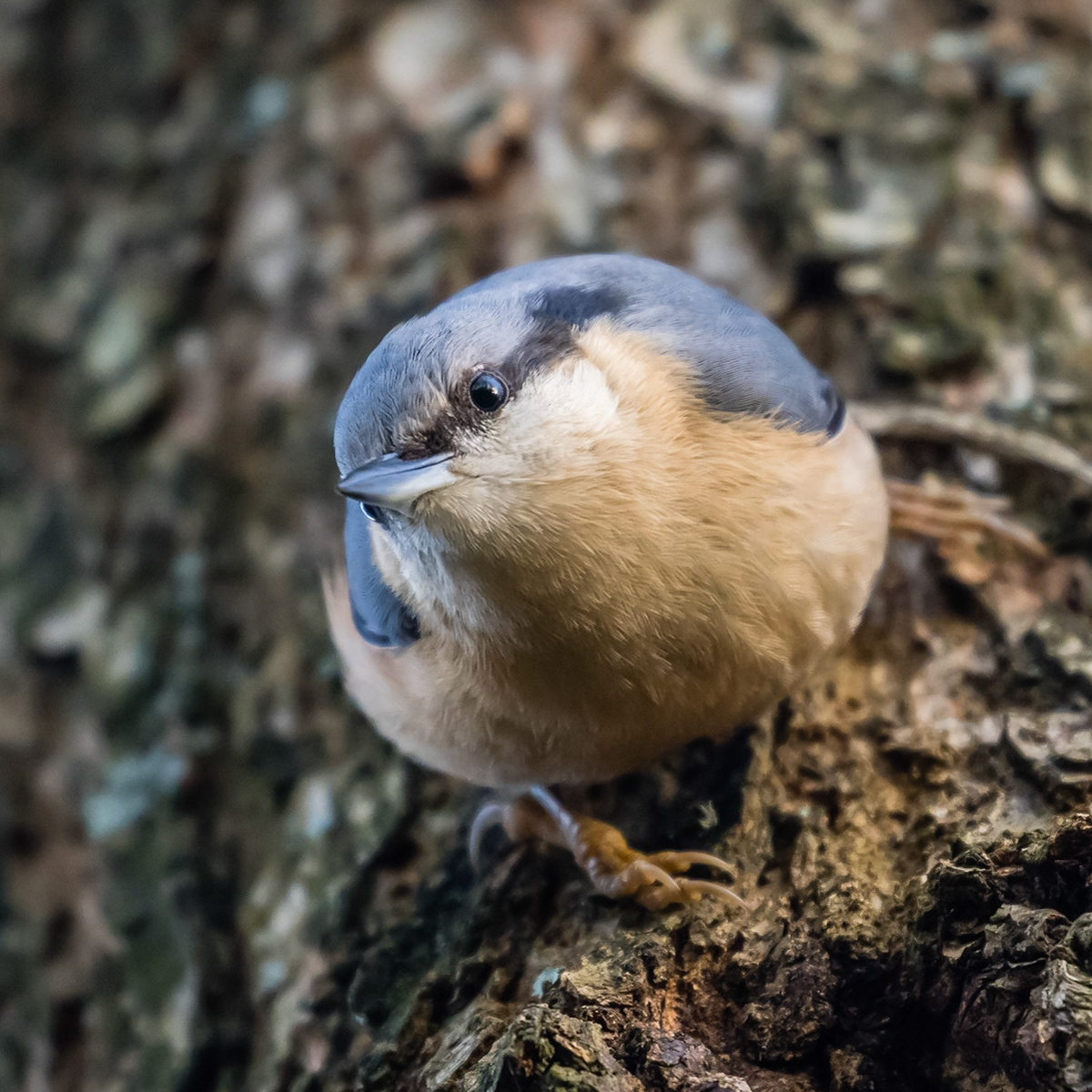 Nuthatch