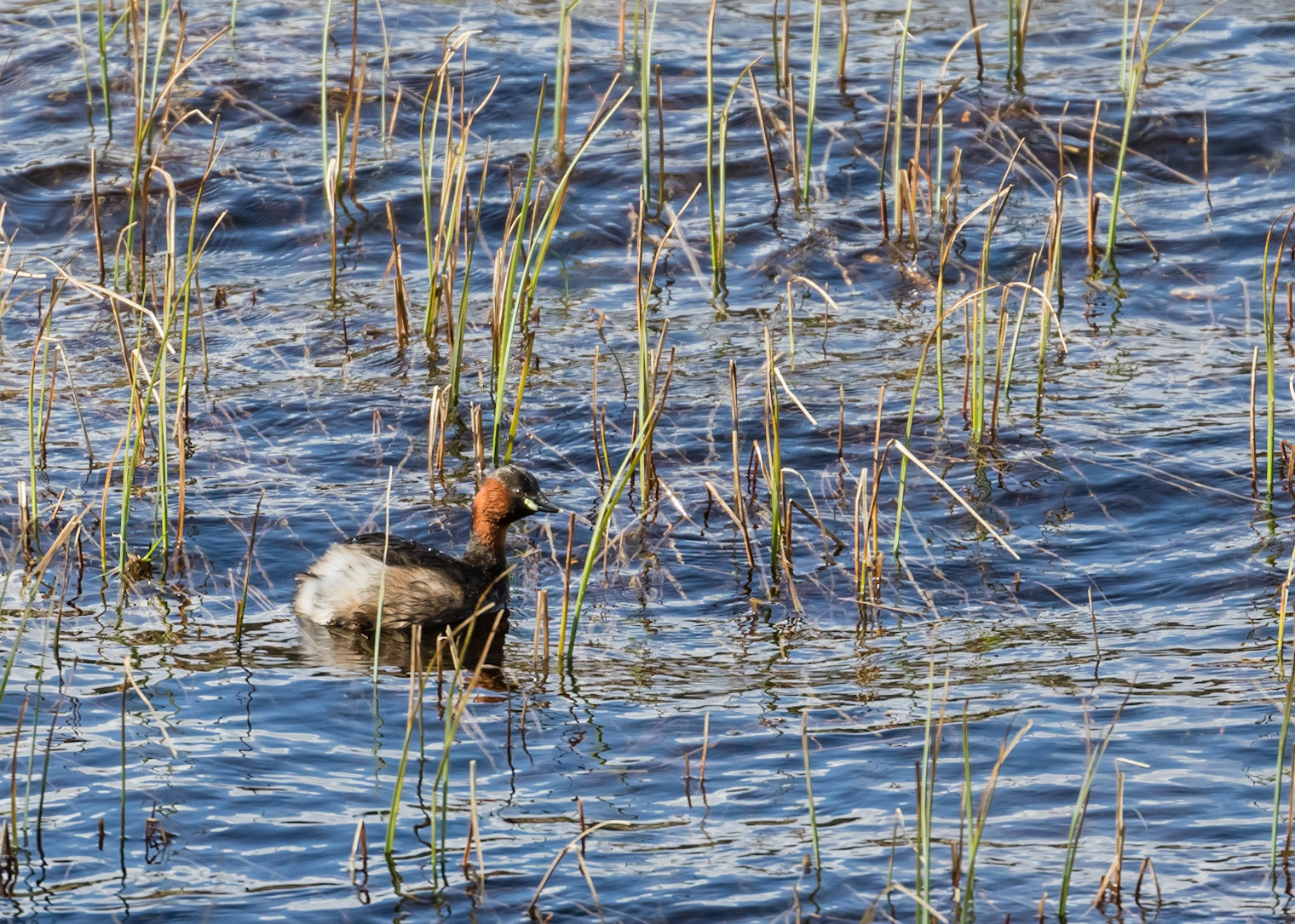 Slavonian Grebe