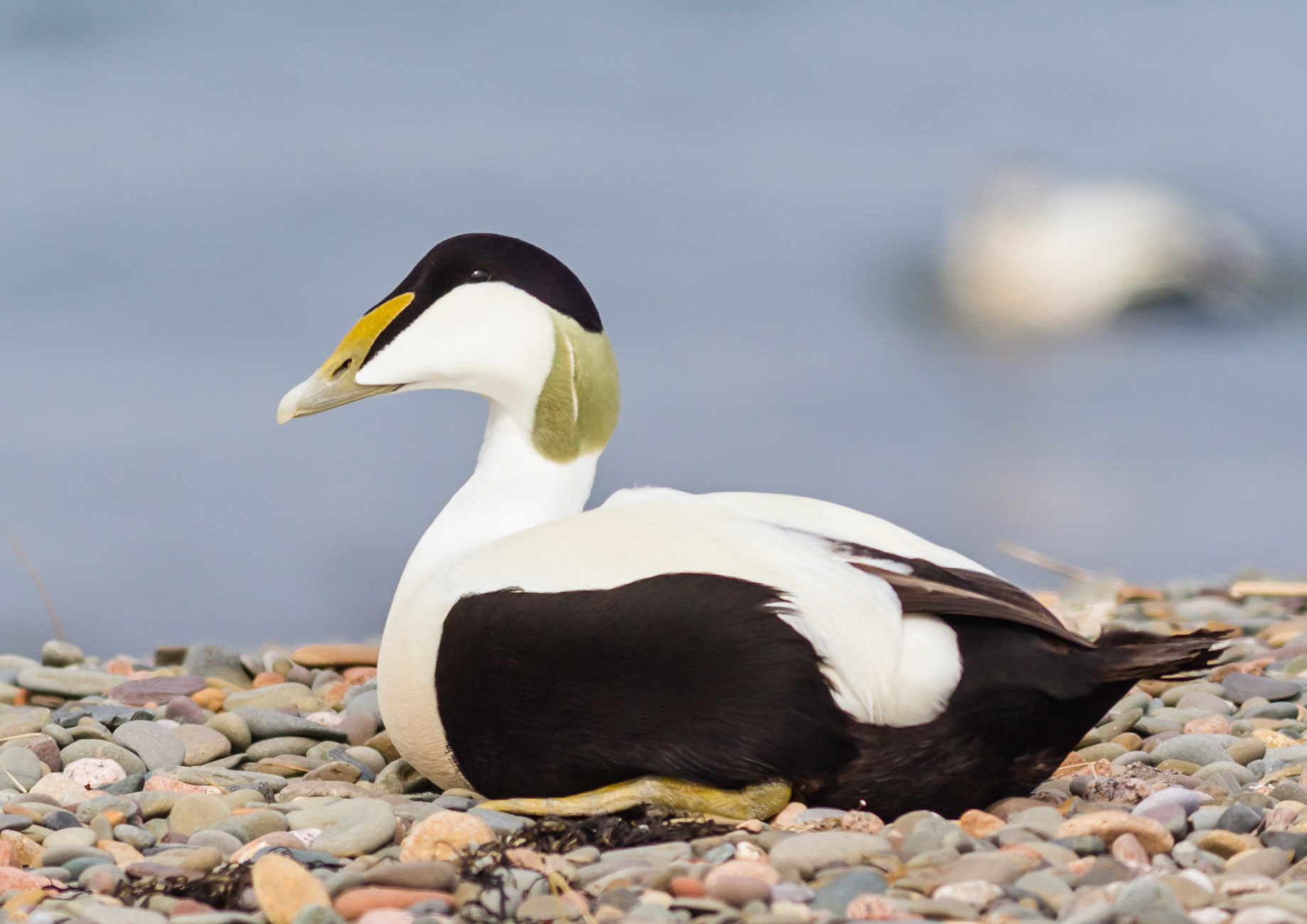 Eider