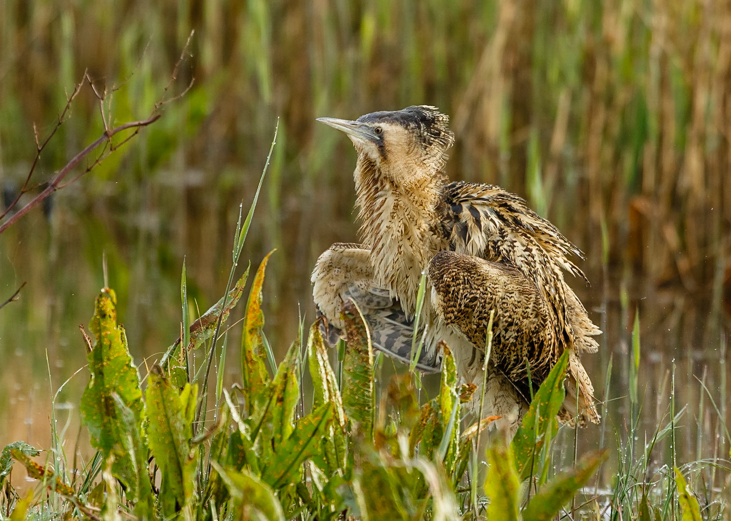 Bittern