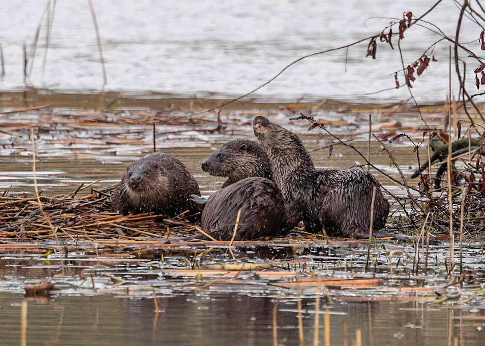 Otter