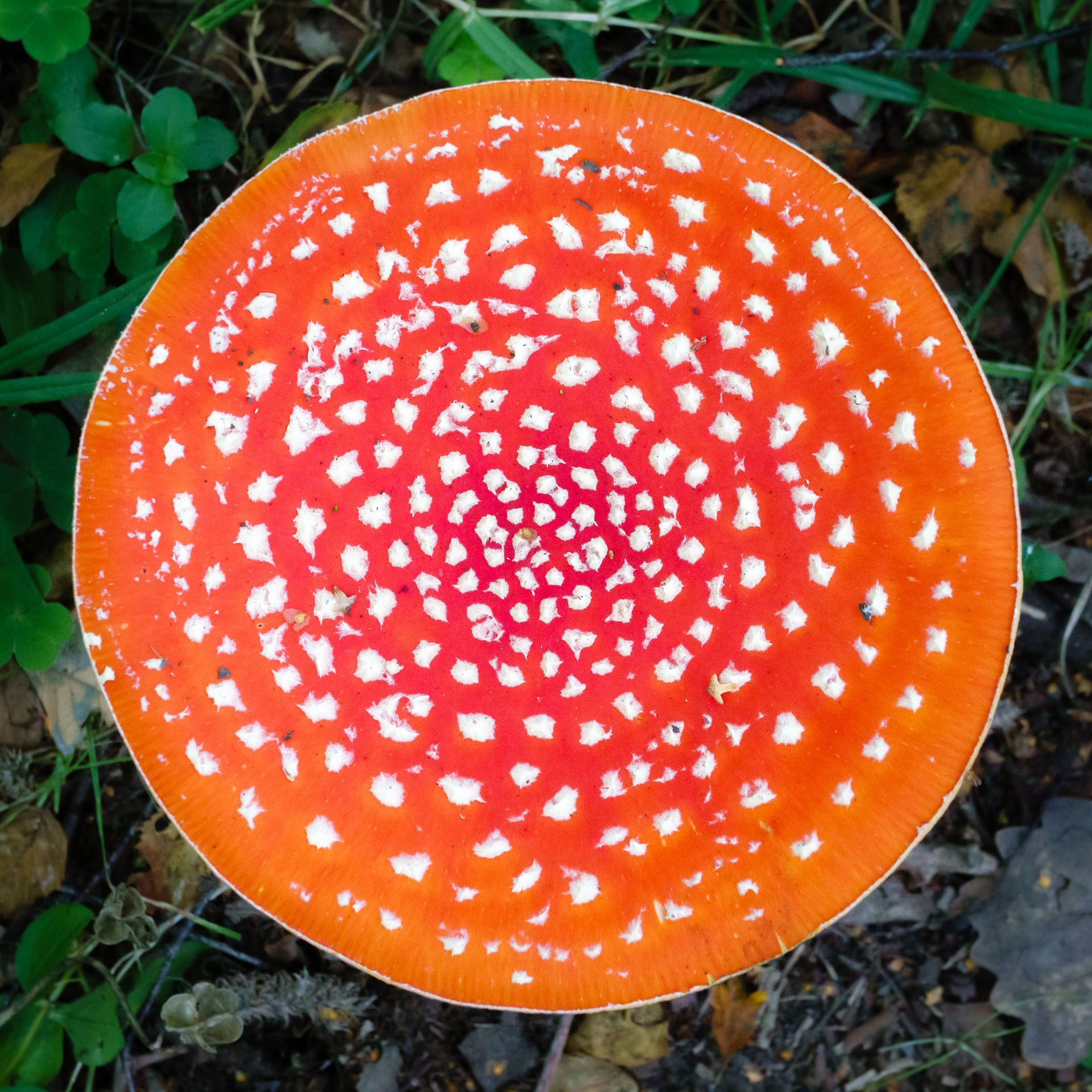 Fly Agaric