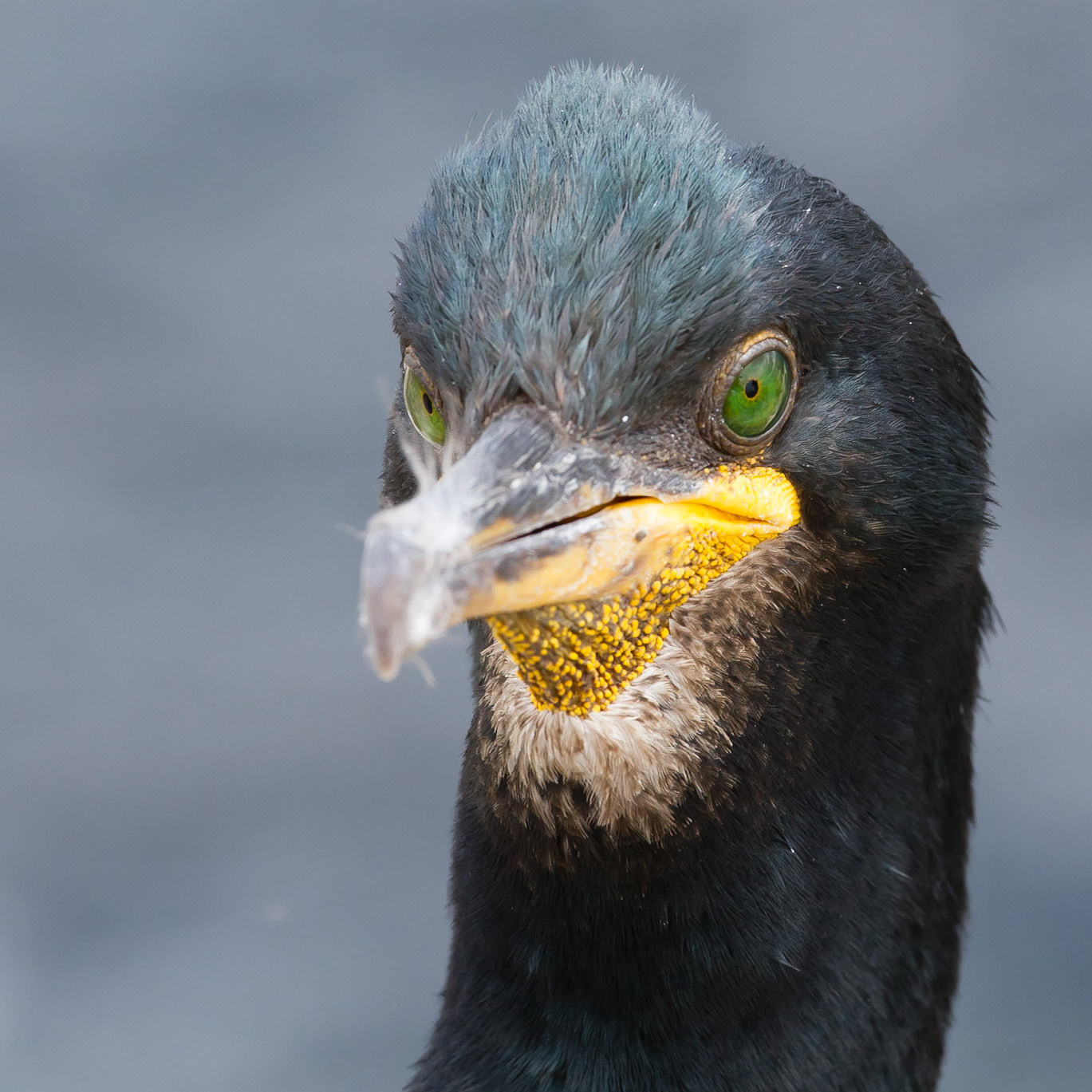 Shag