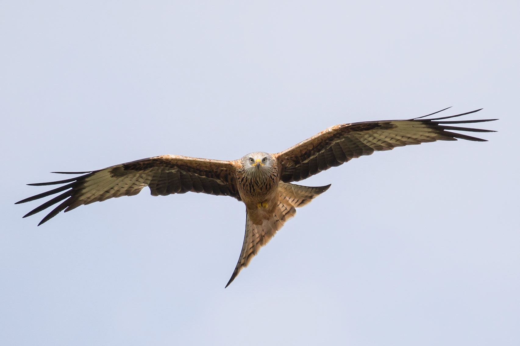 Red Kite