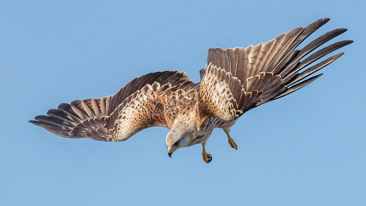 Red Kite