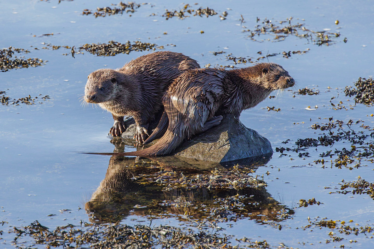 Otters