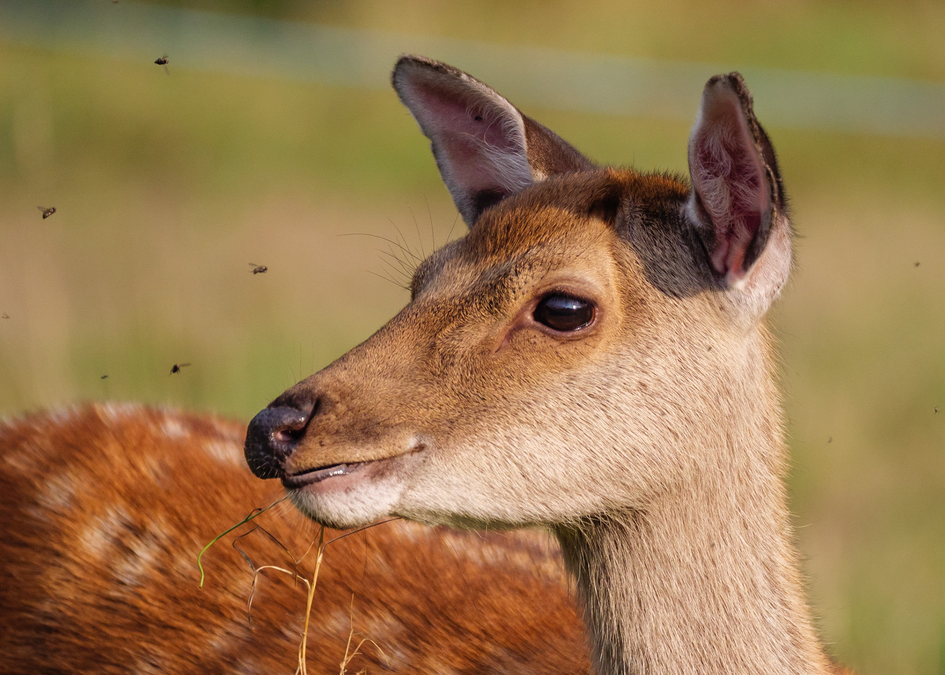 Sika Deer