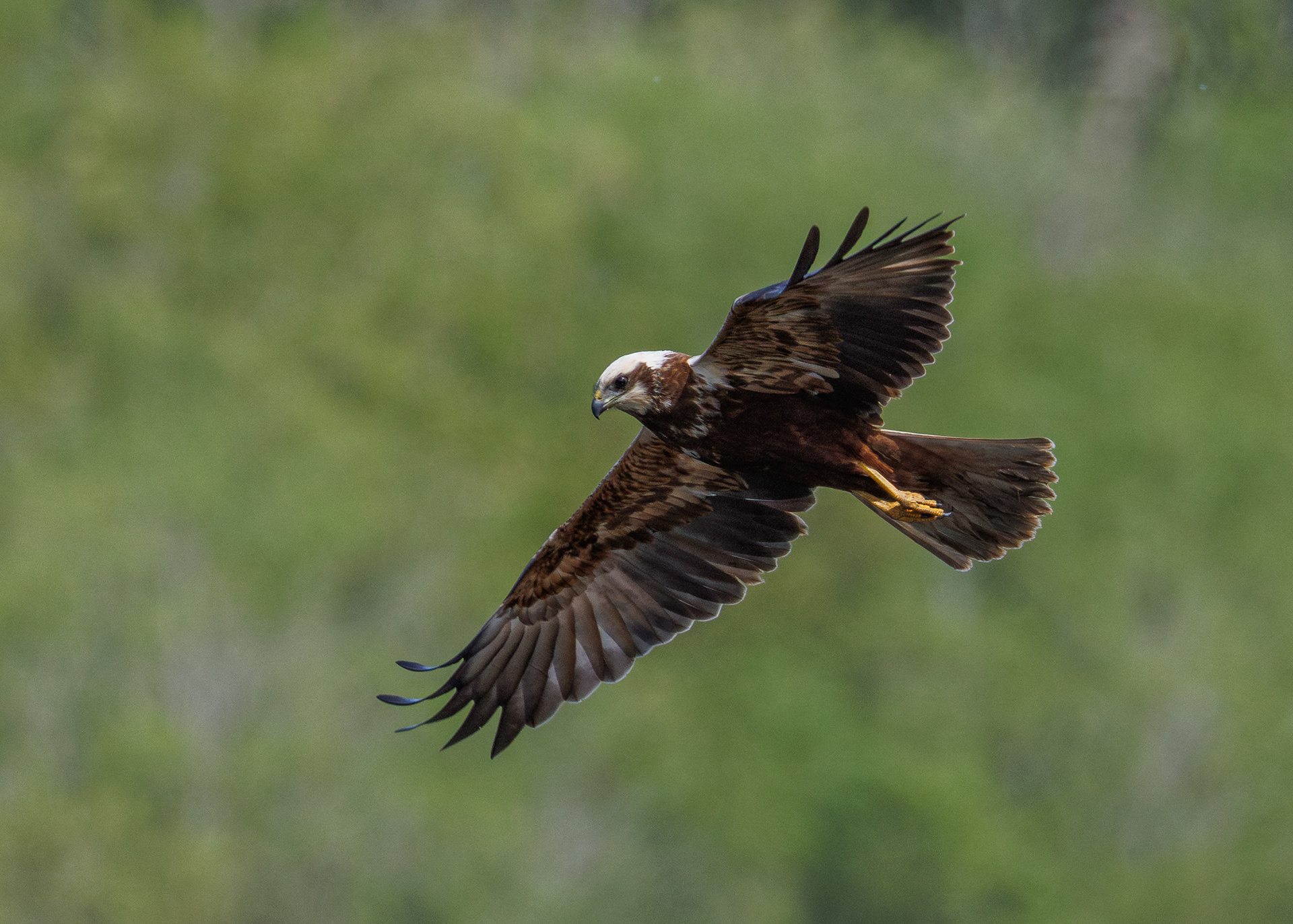 Marsh Harrier