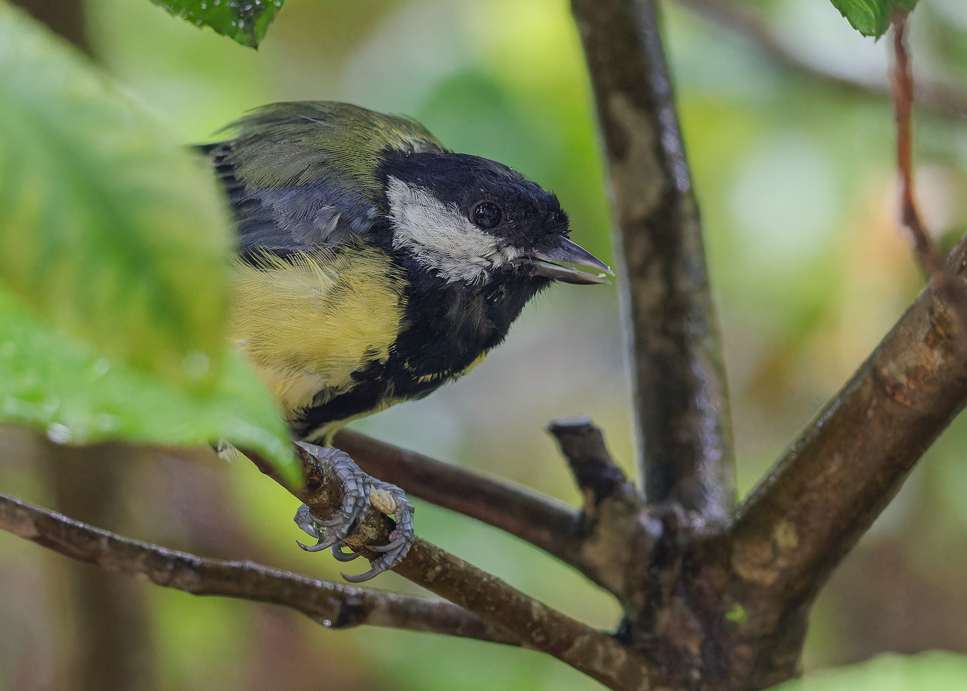 Great Tit