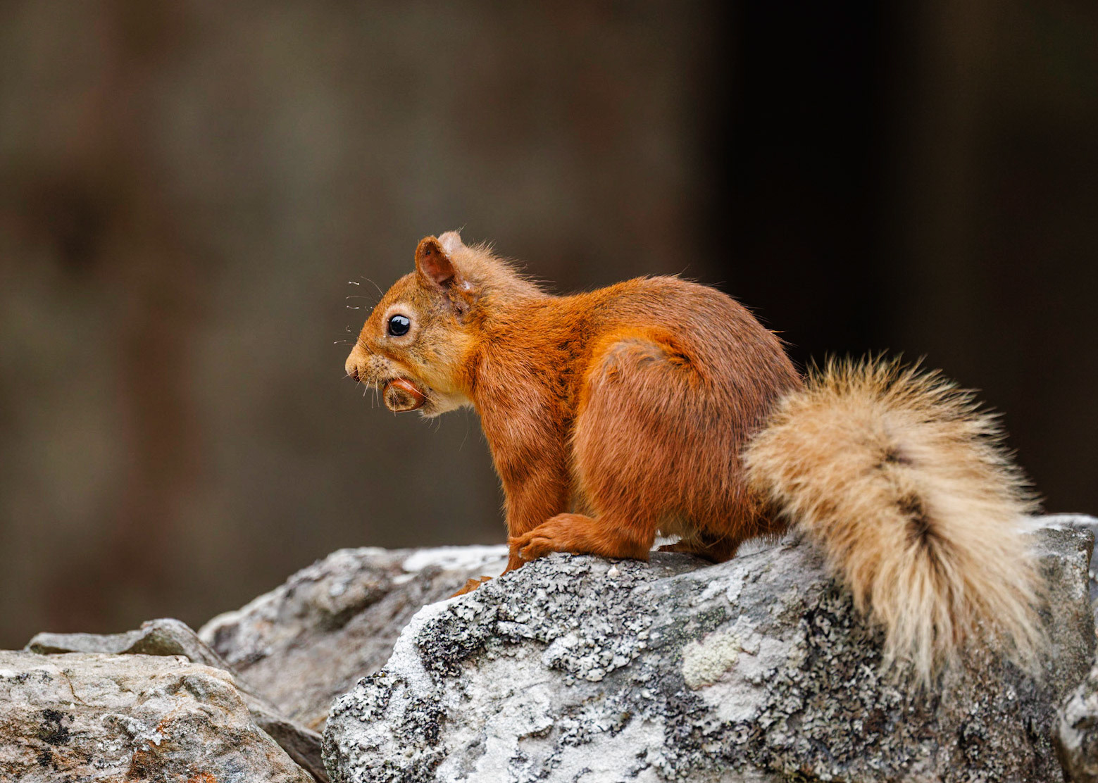 Red Squirrel