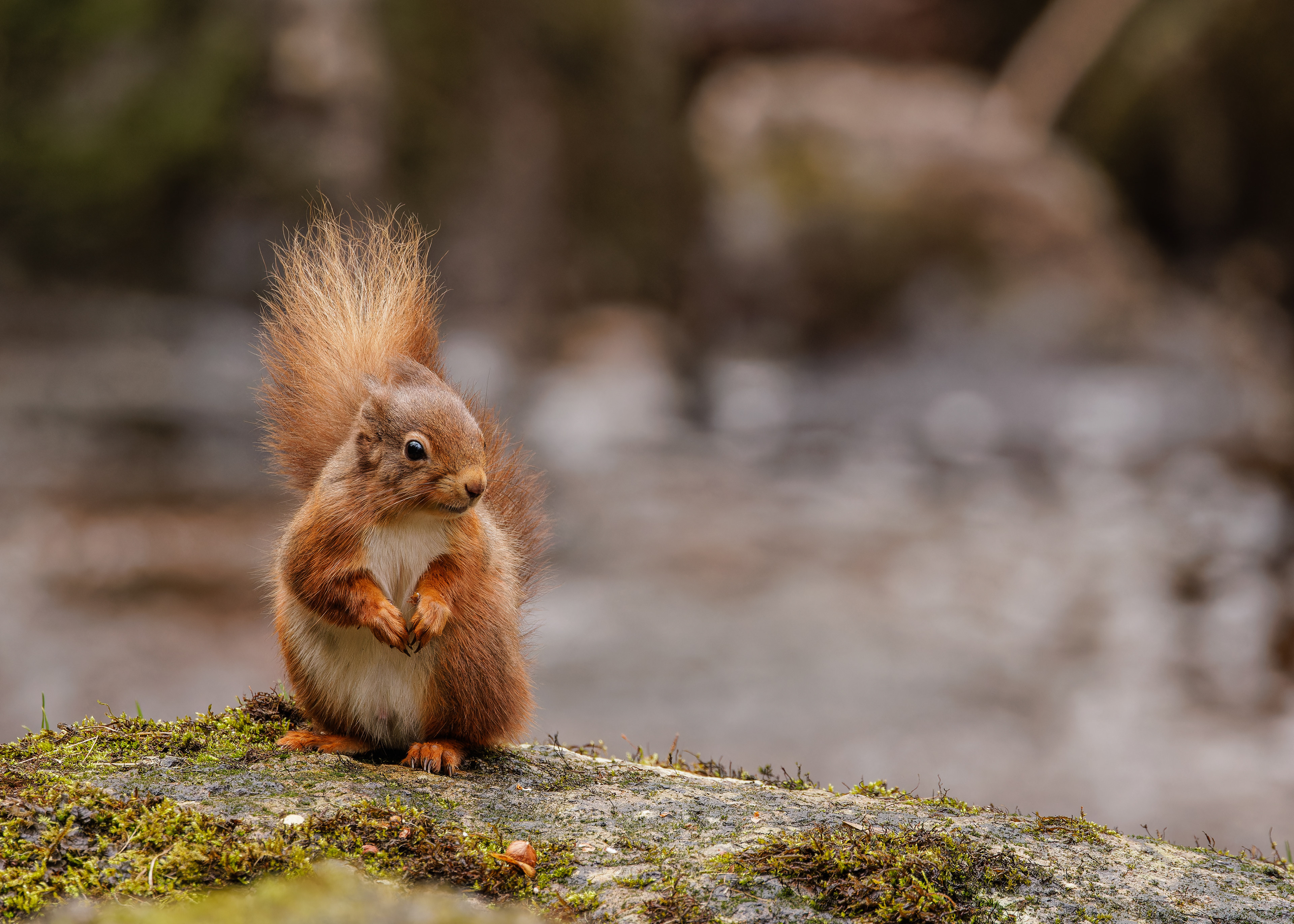 Red Squirrel