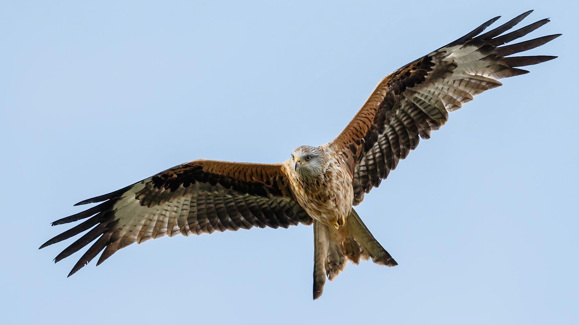Red Kite