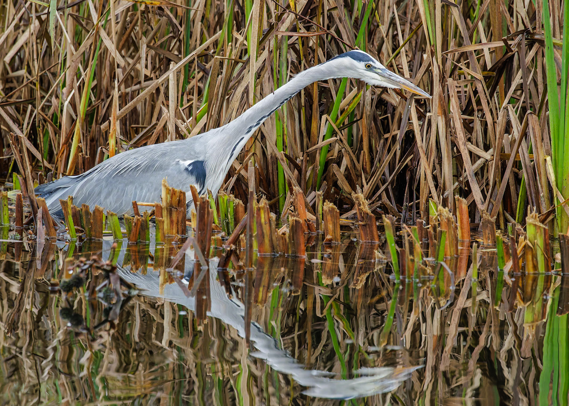 Heron
