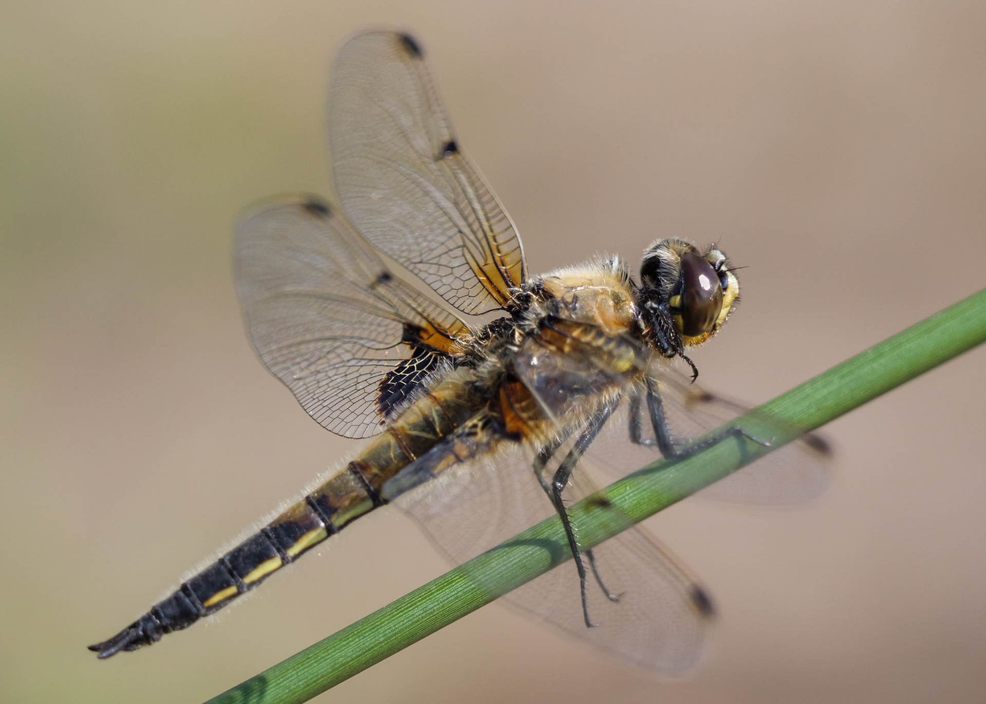 Four-spotted Chaser