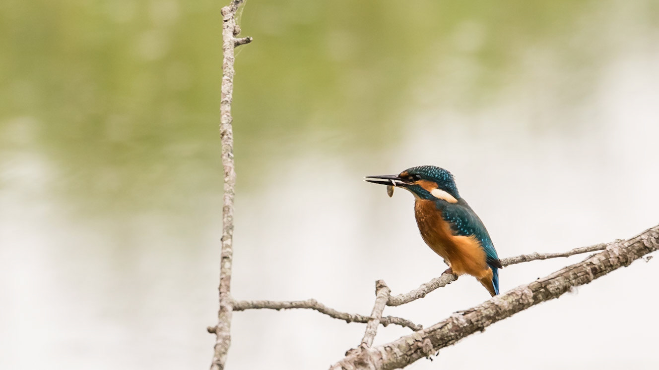 Kingfisher