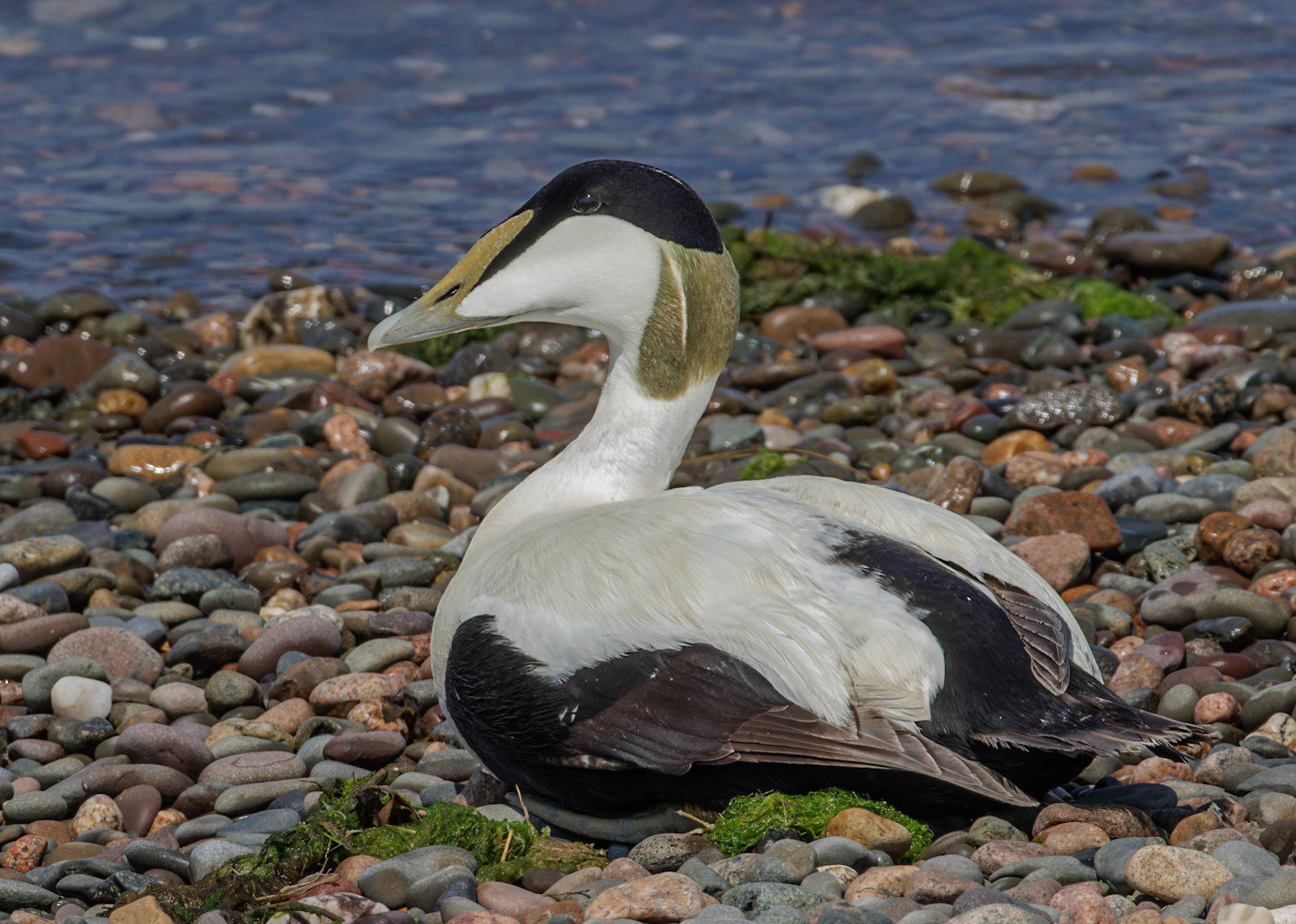 Eider Duck