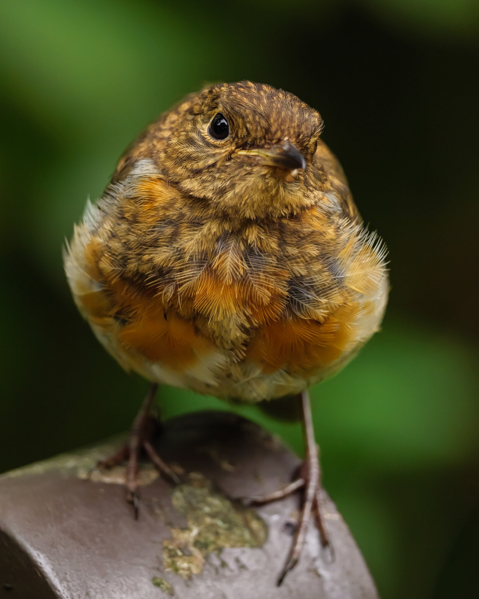 Robin