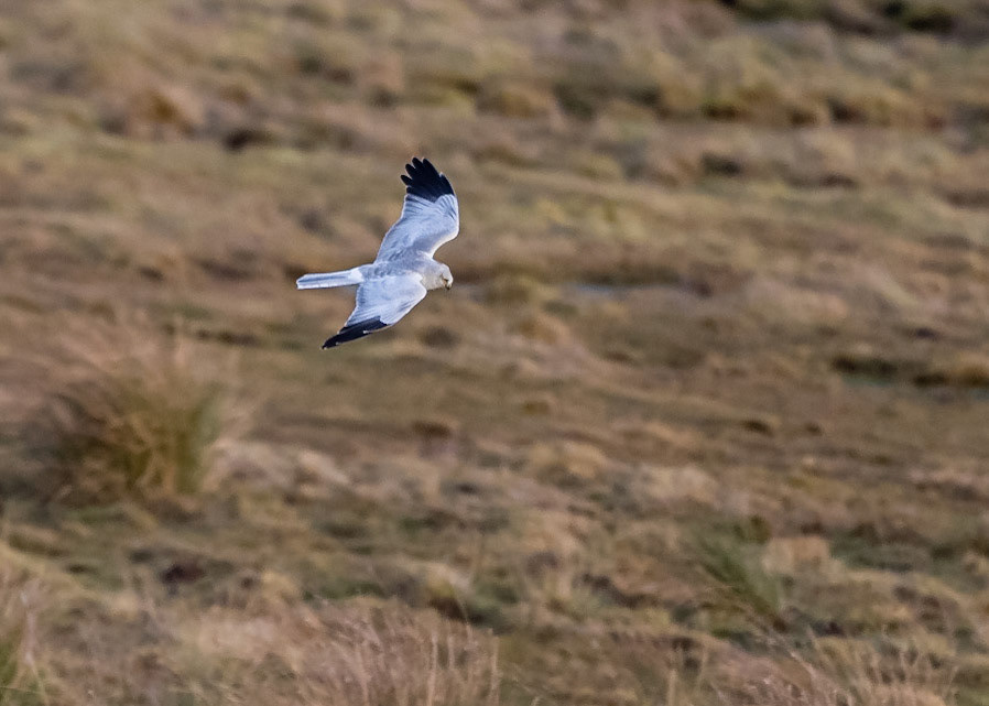 Hen Harrier