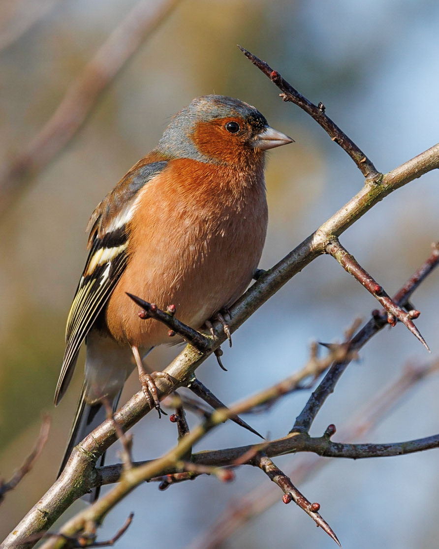 Chaffinch