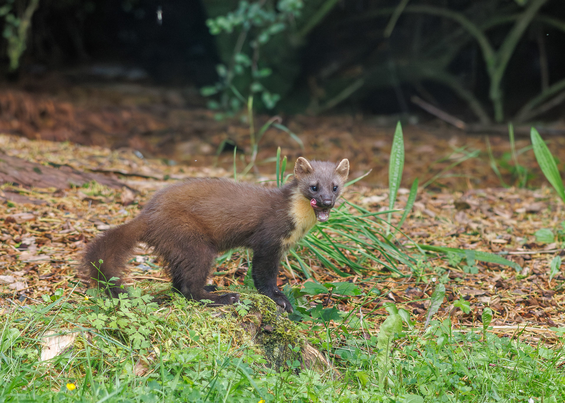 Pine Marten