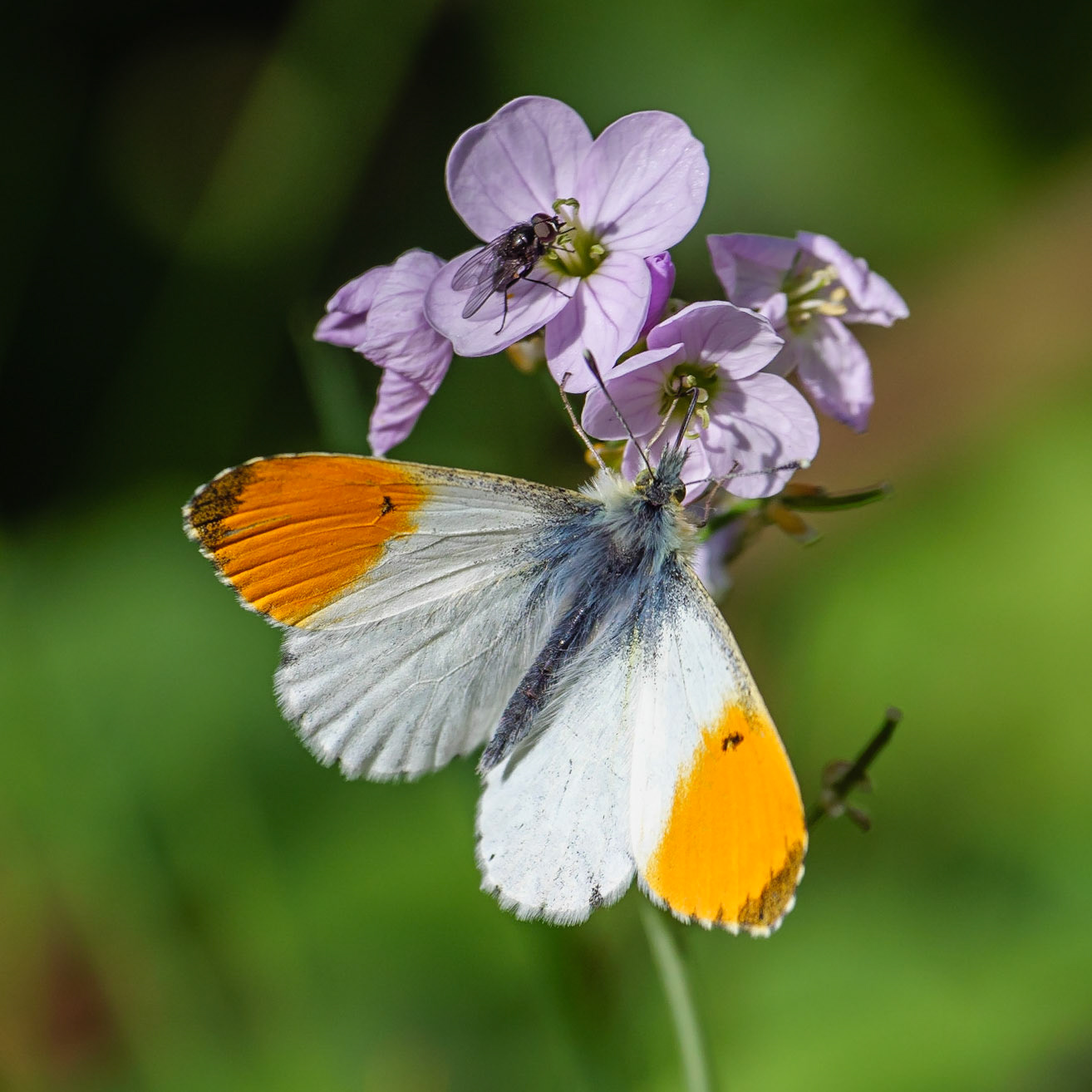 Orange Tip