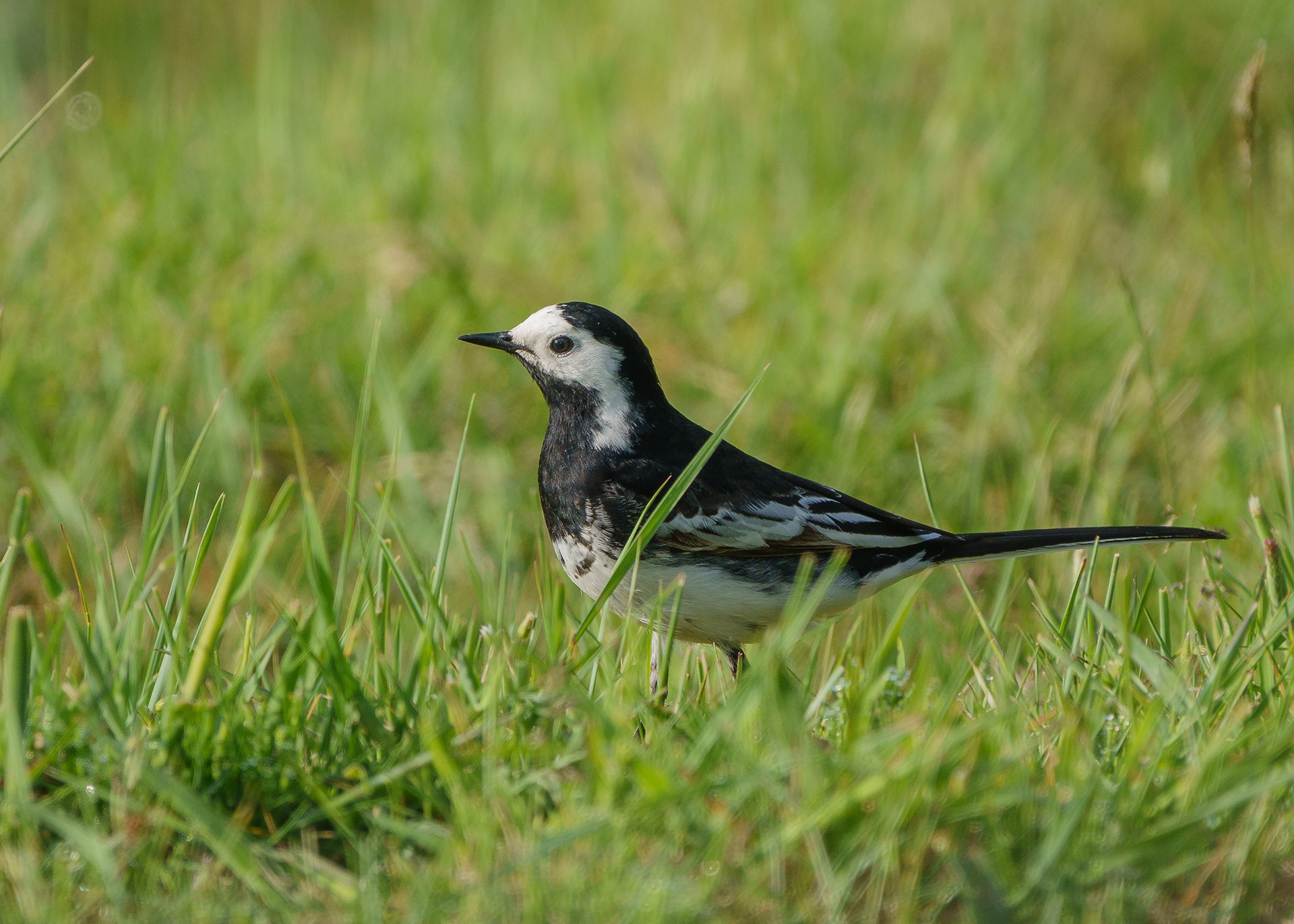 Pied Wagtail