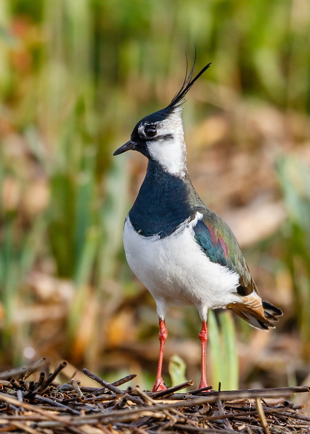 Lapwing