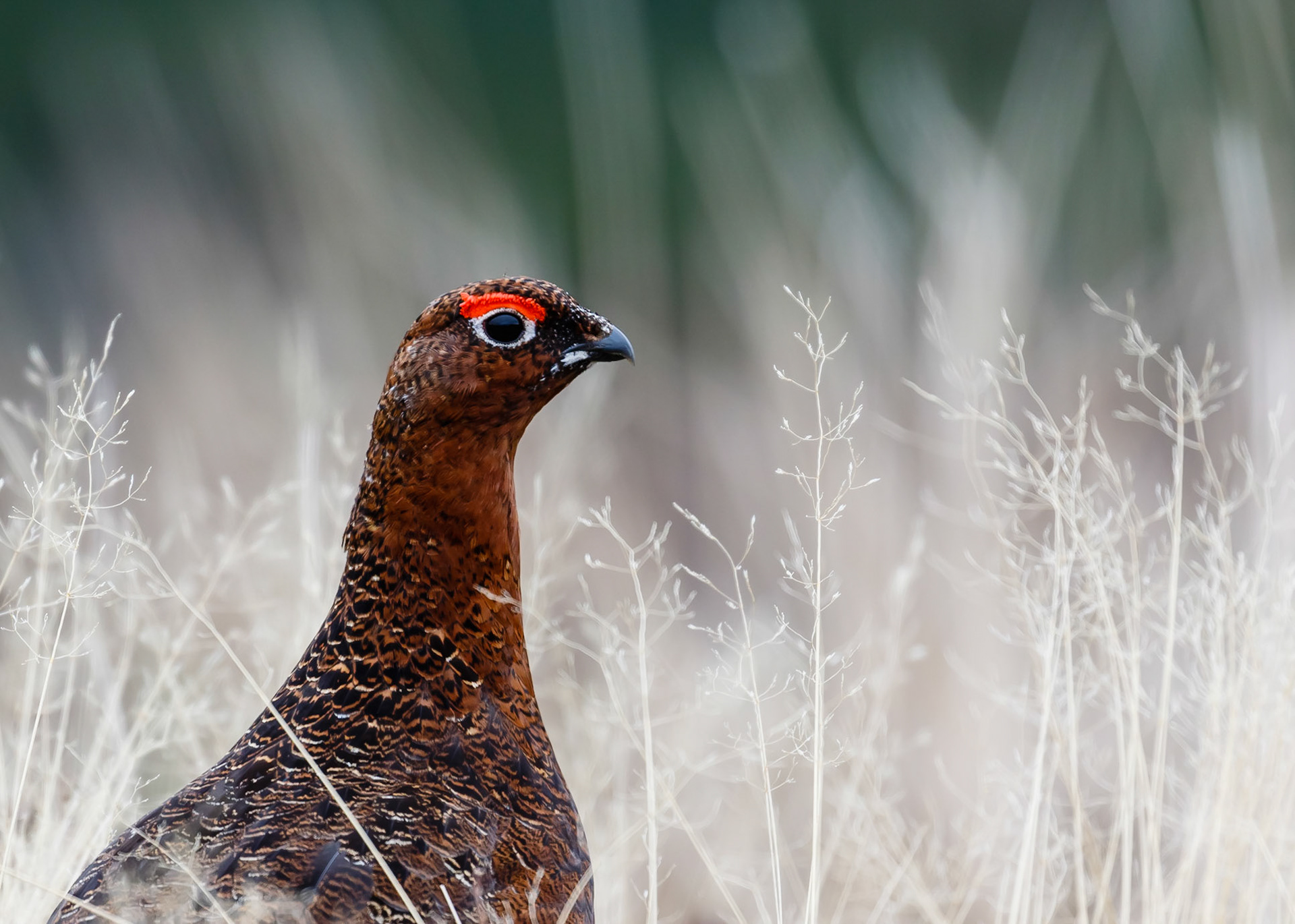 Red Grouse