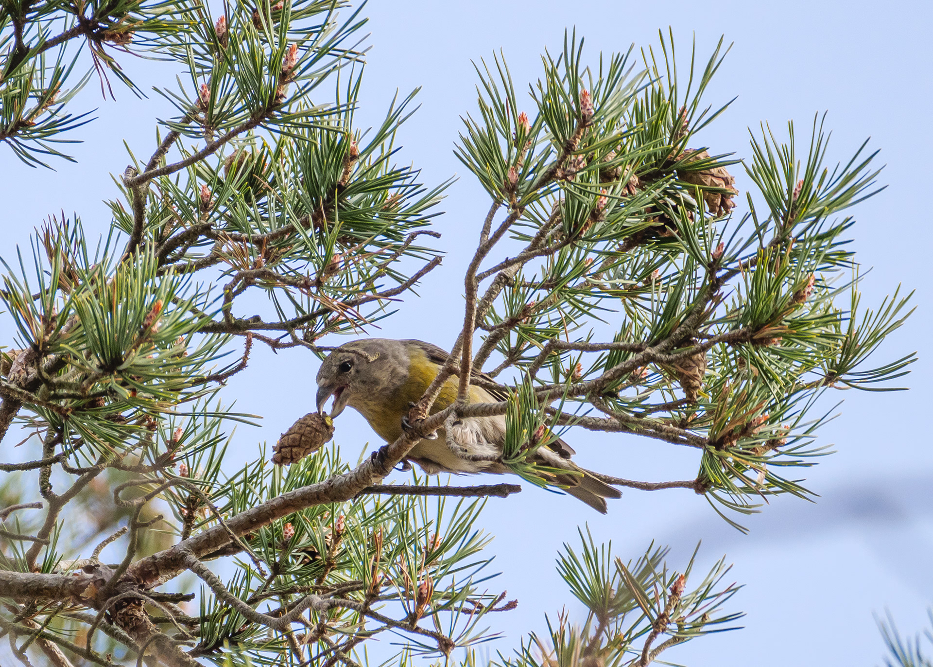Crossbill