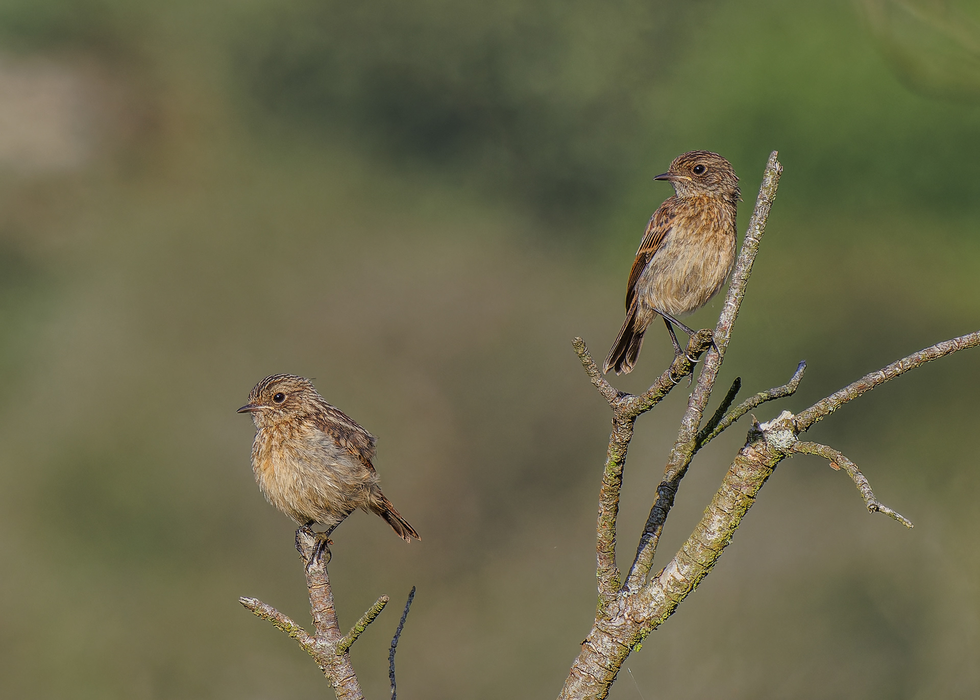 Stonechat