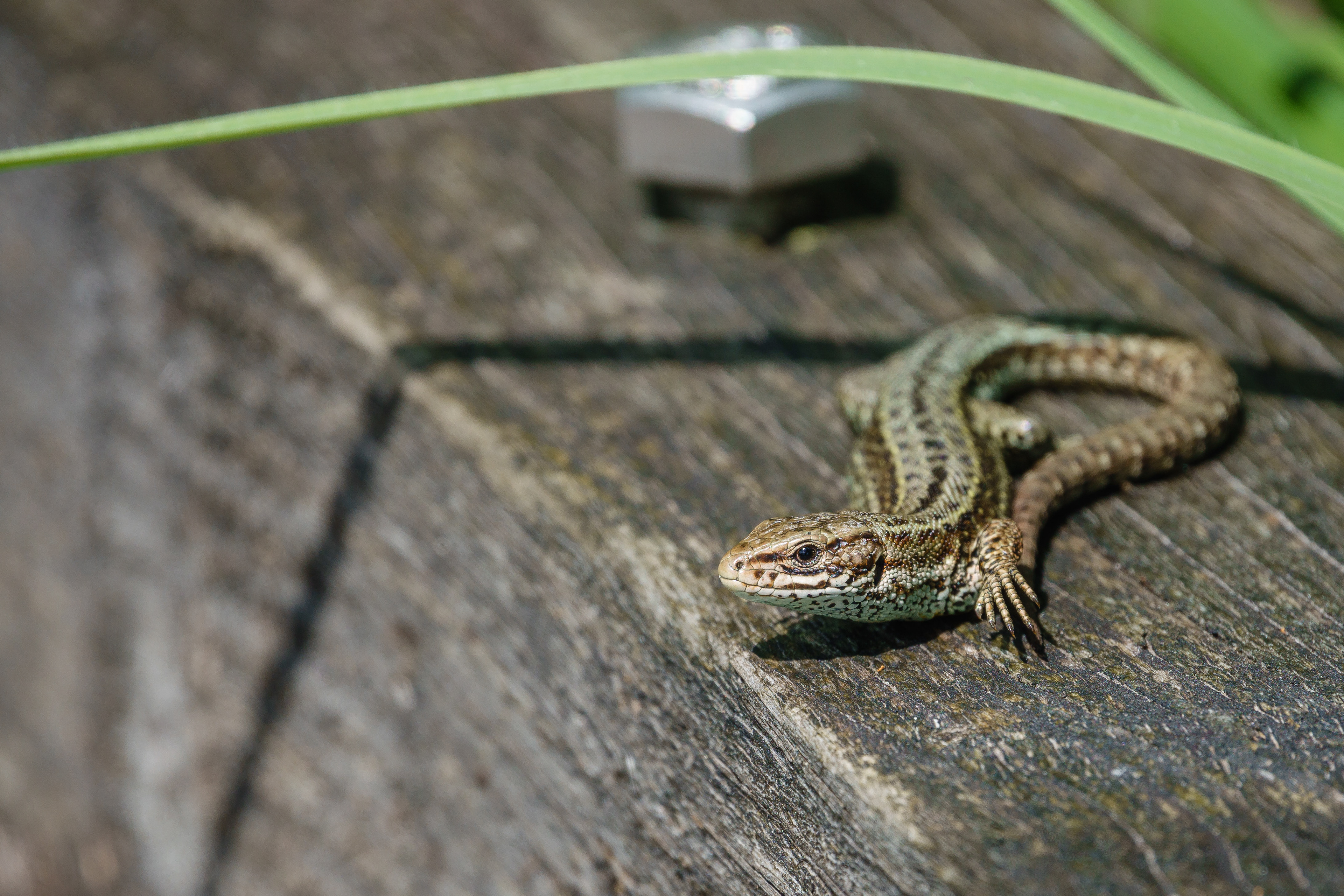 Common Lizard