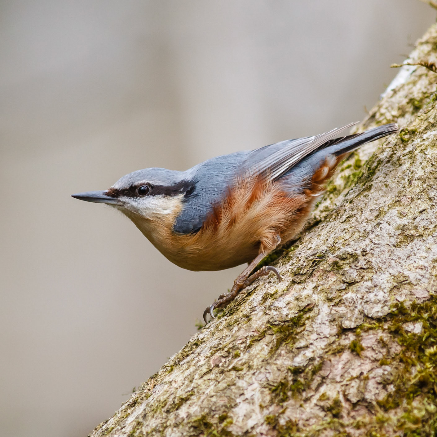 Nuthatch