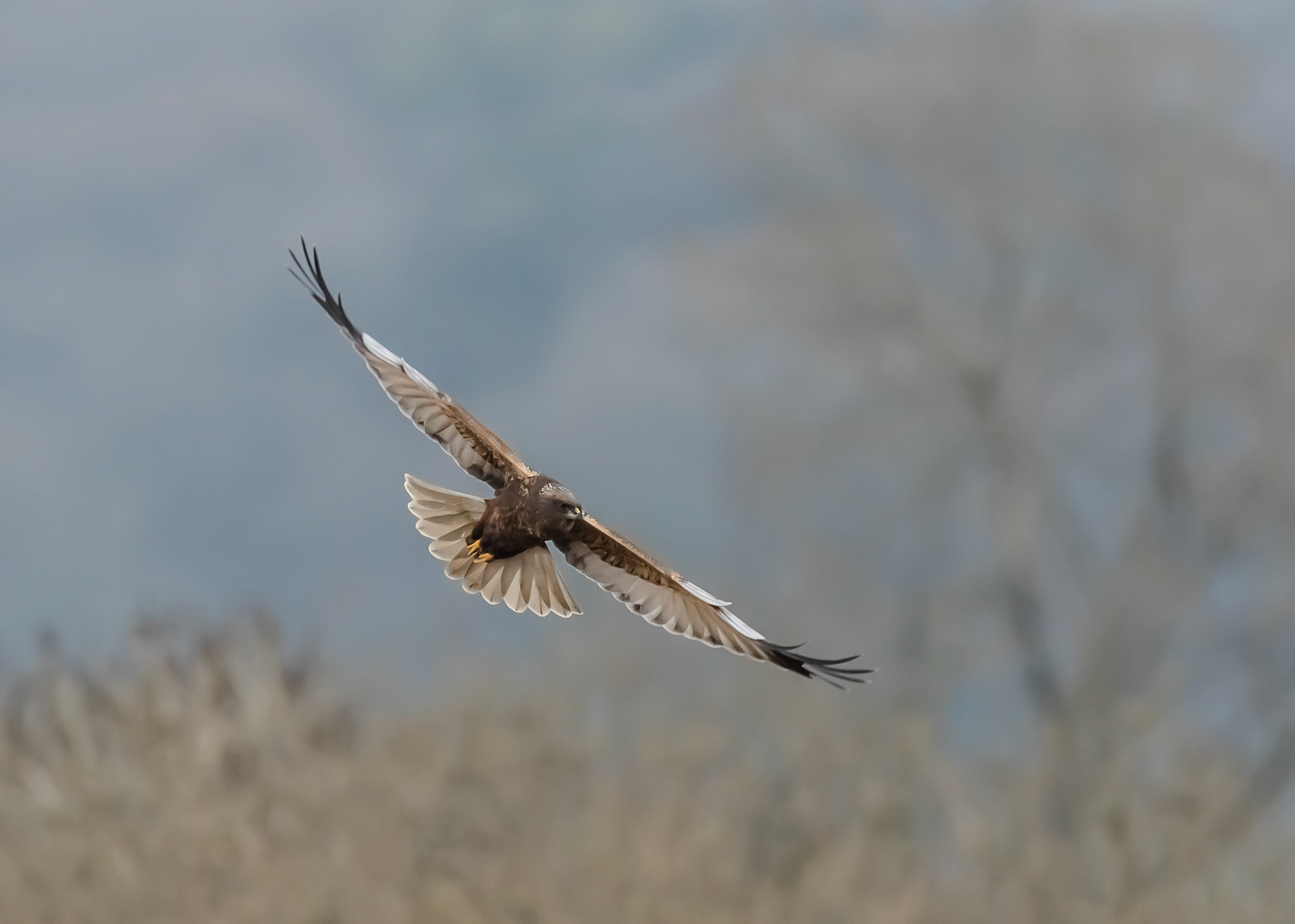 Marsh Harrier