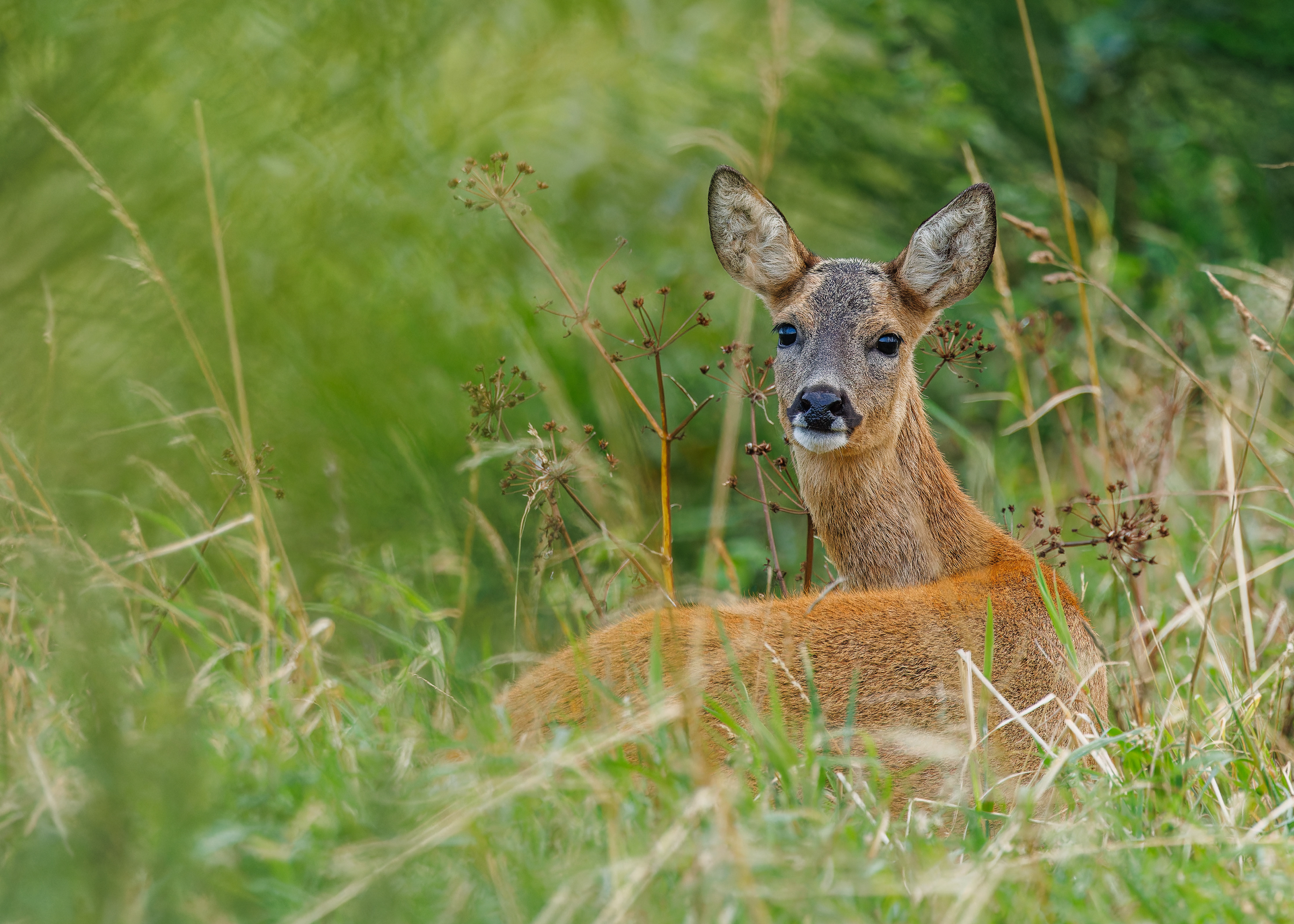 Roe Deer