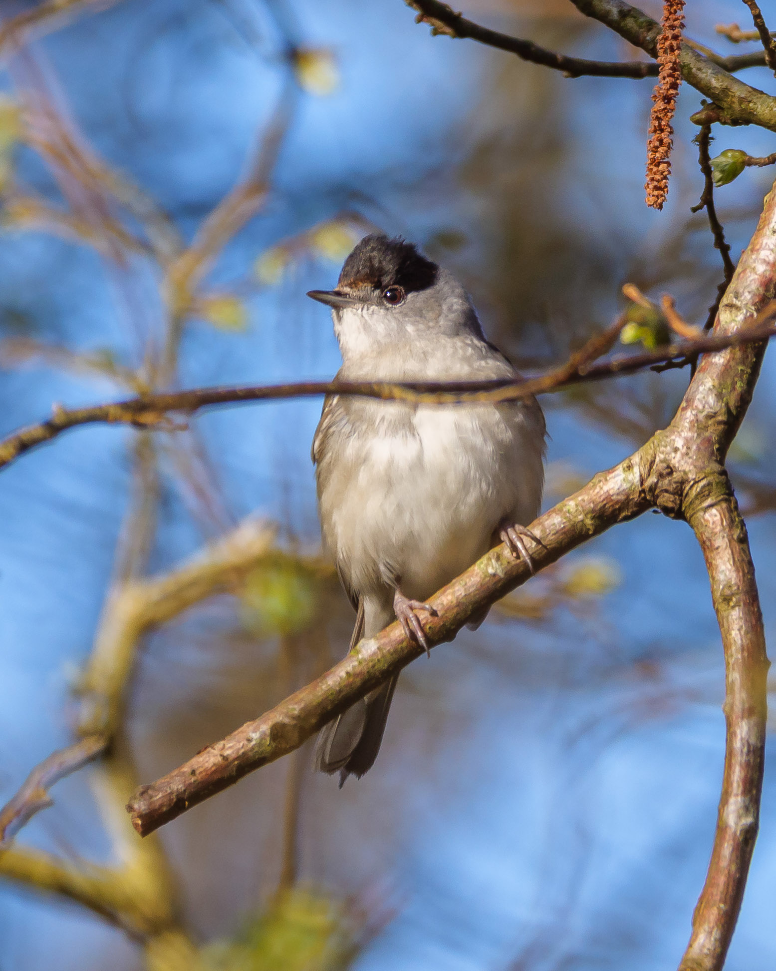 Blackcap