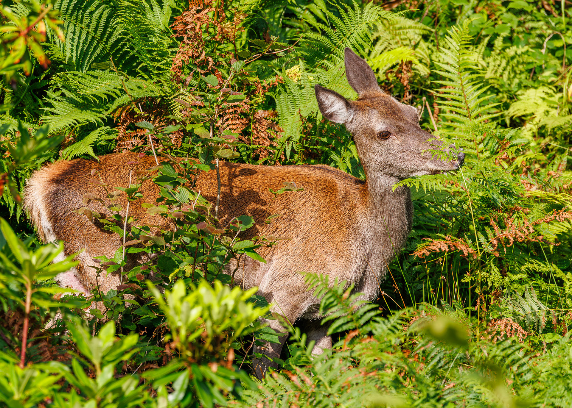 Red Deer