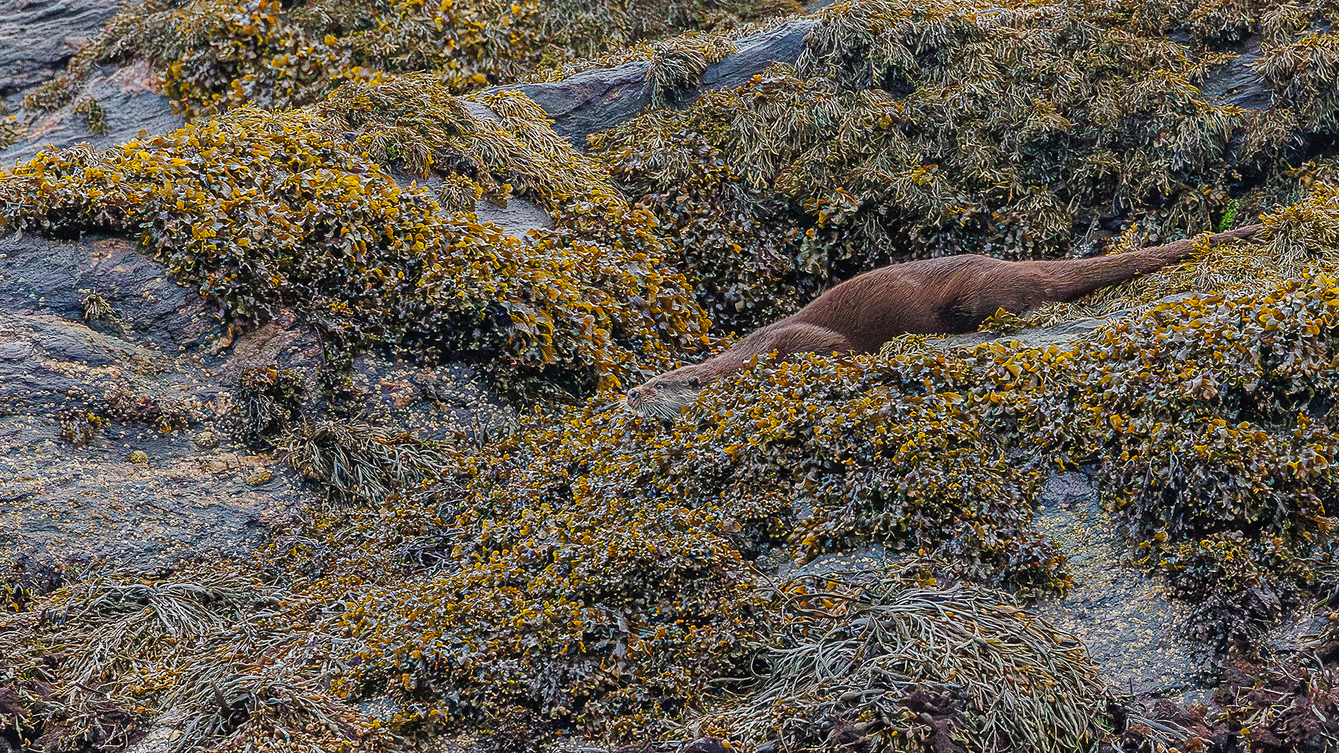 Ardnamurchan - West Highland