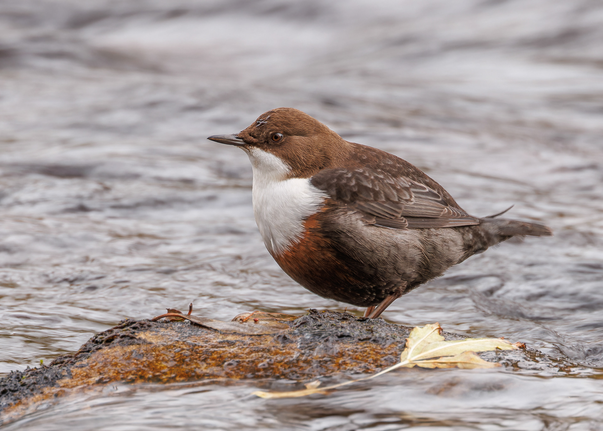 Dipper
