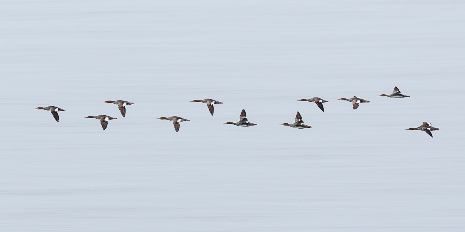Goosander