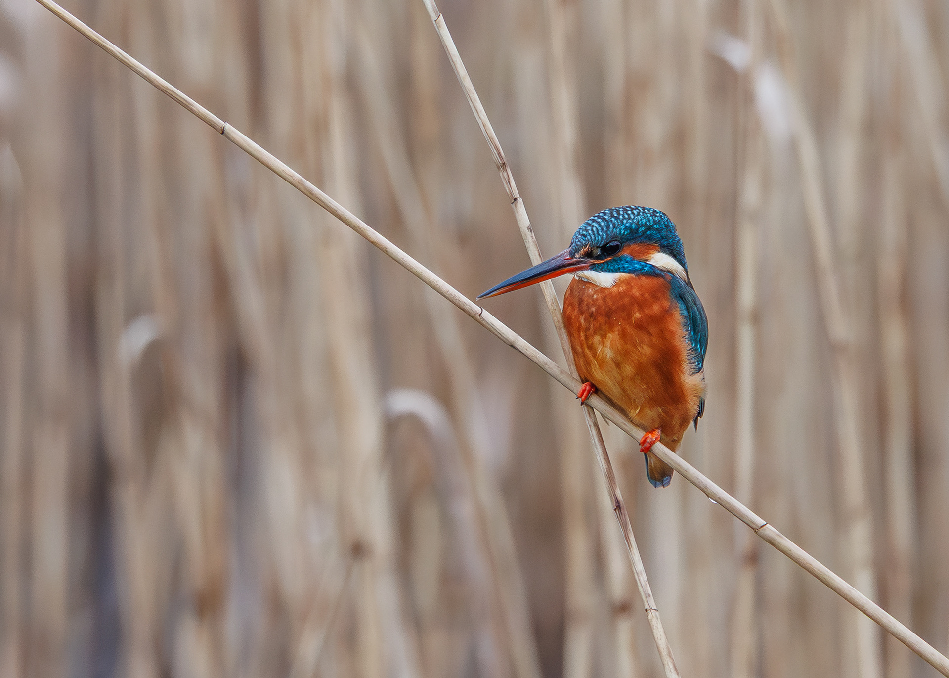 Kingfisher