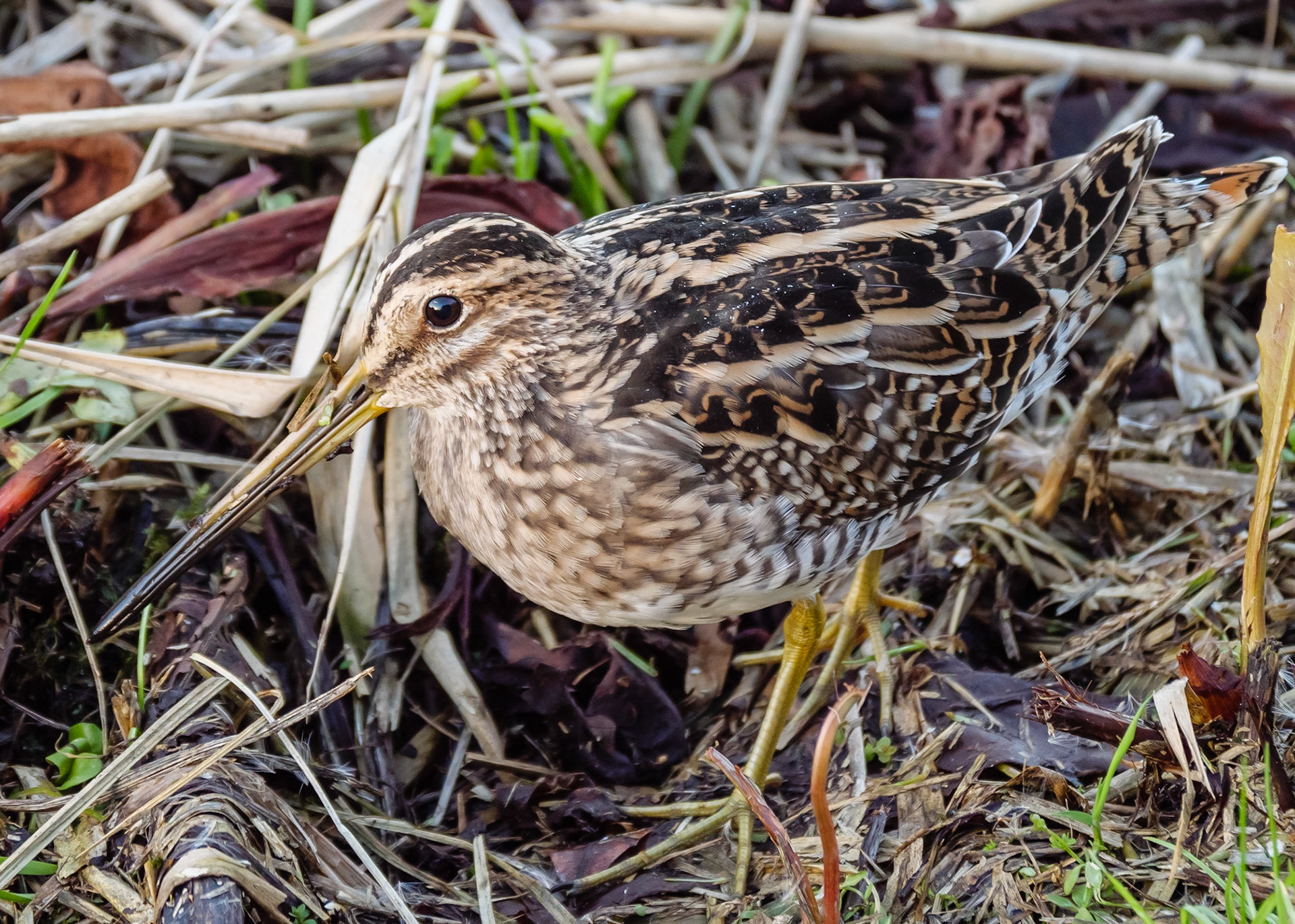 Snipe