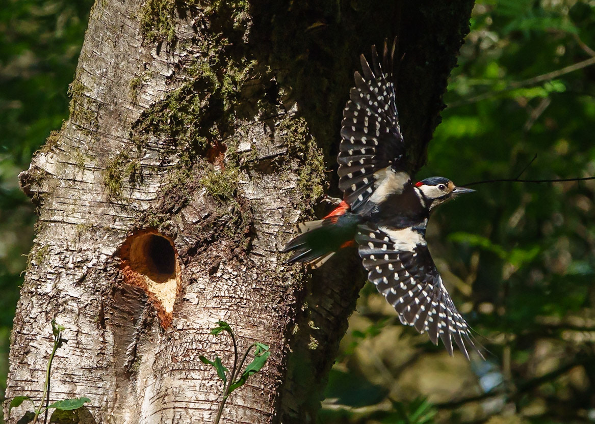 Great Spotted Woodpecker