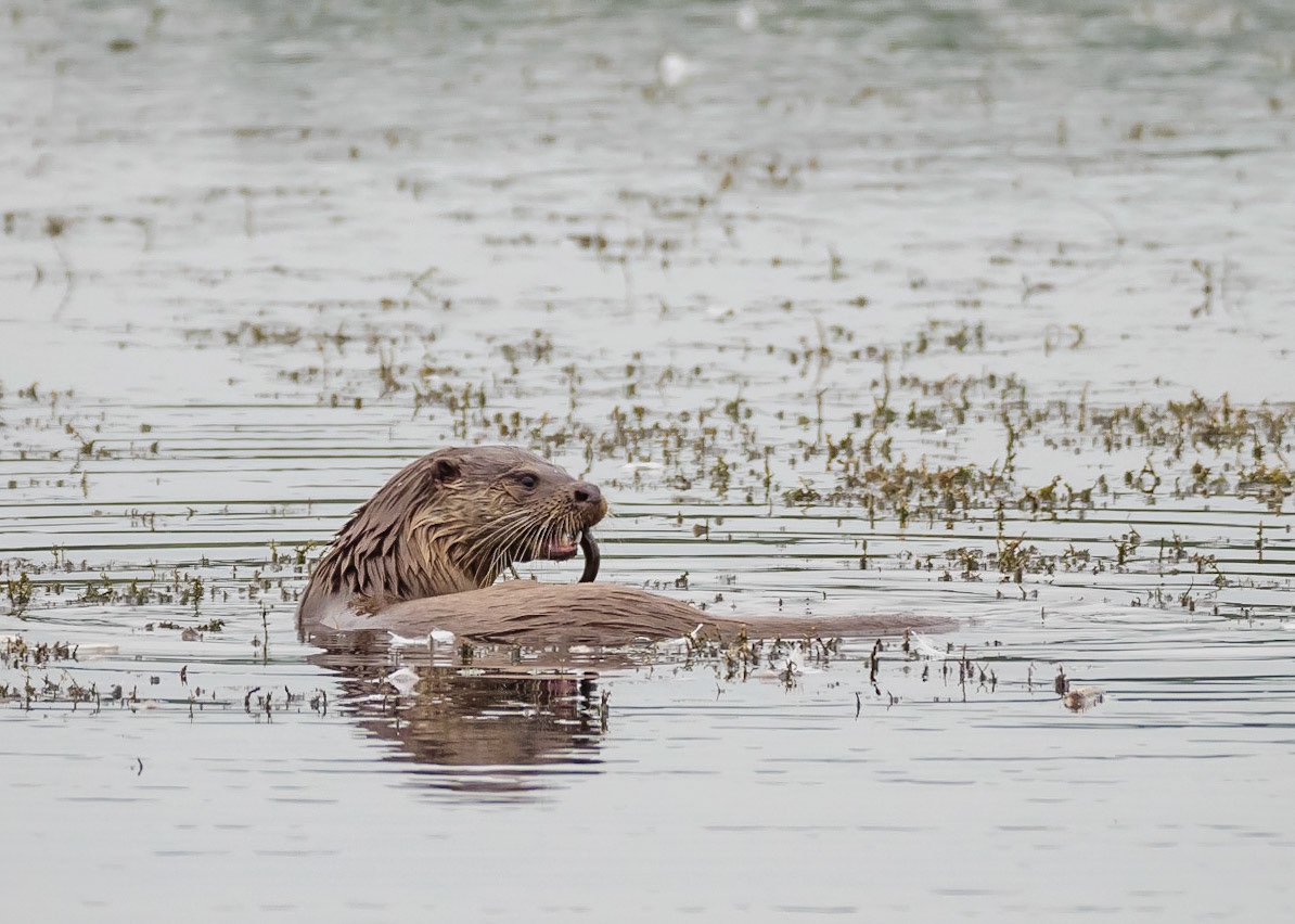 Otter