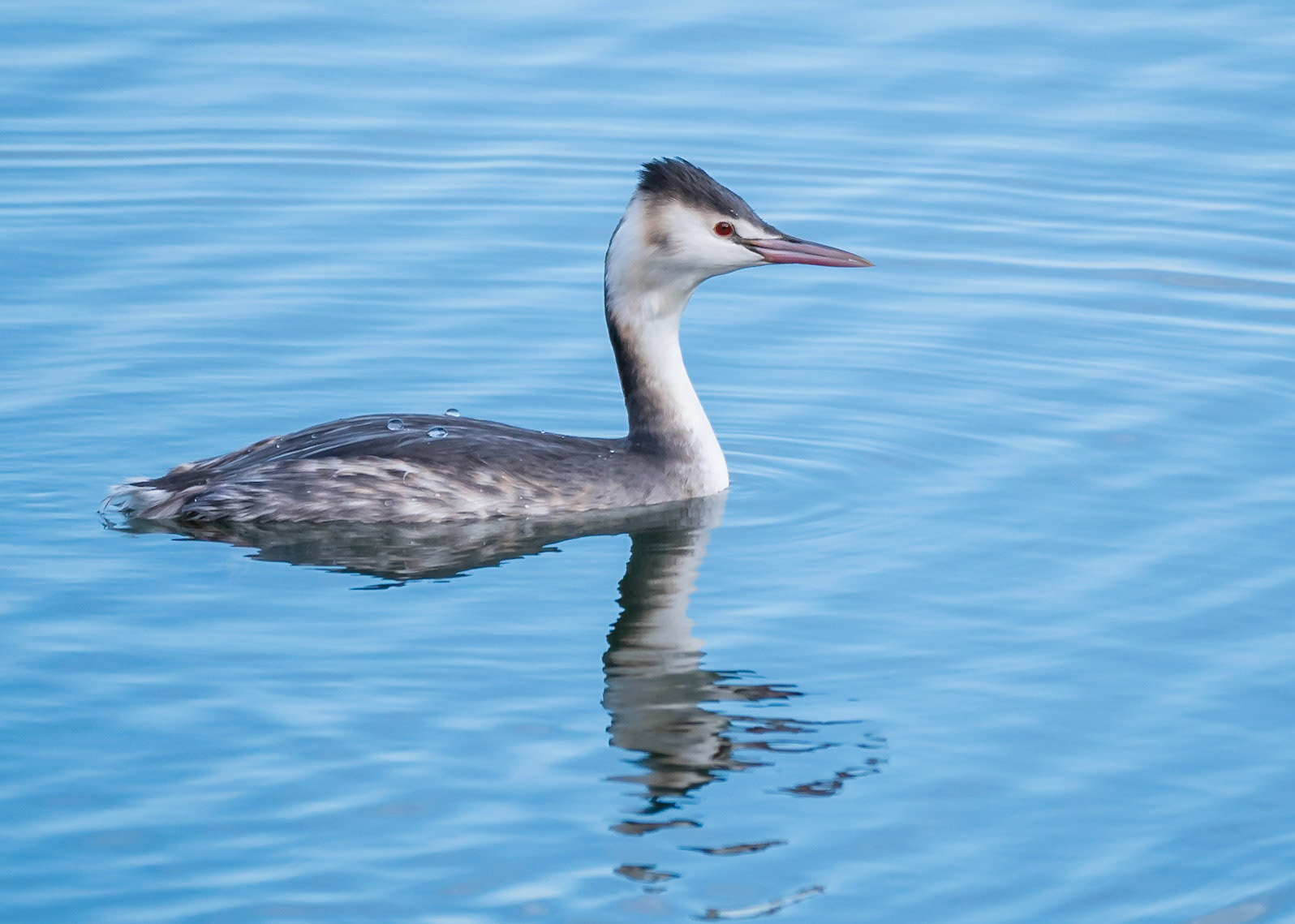 Great Crested Grebe