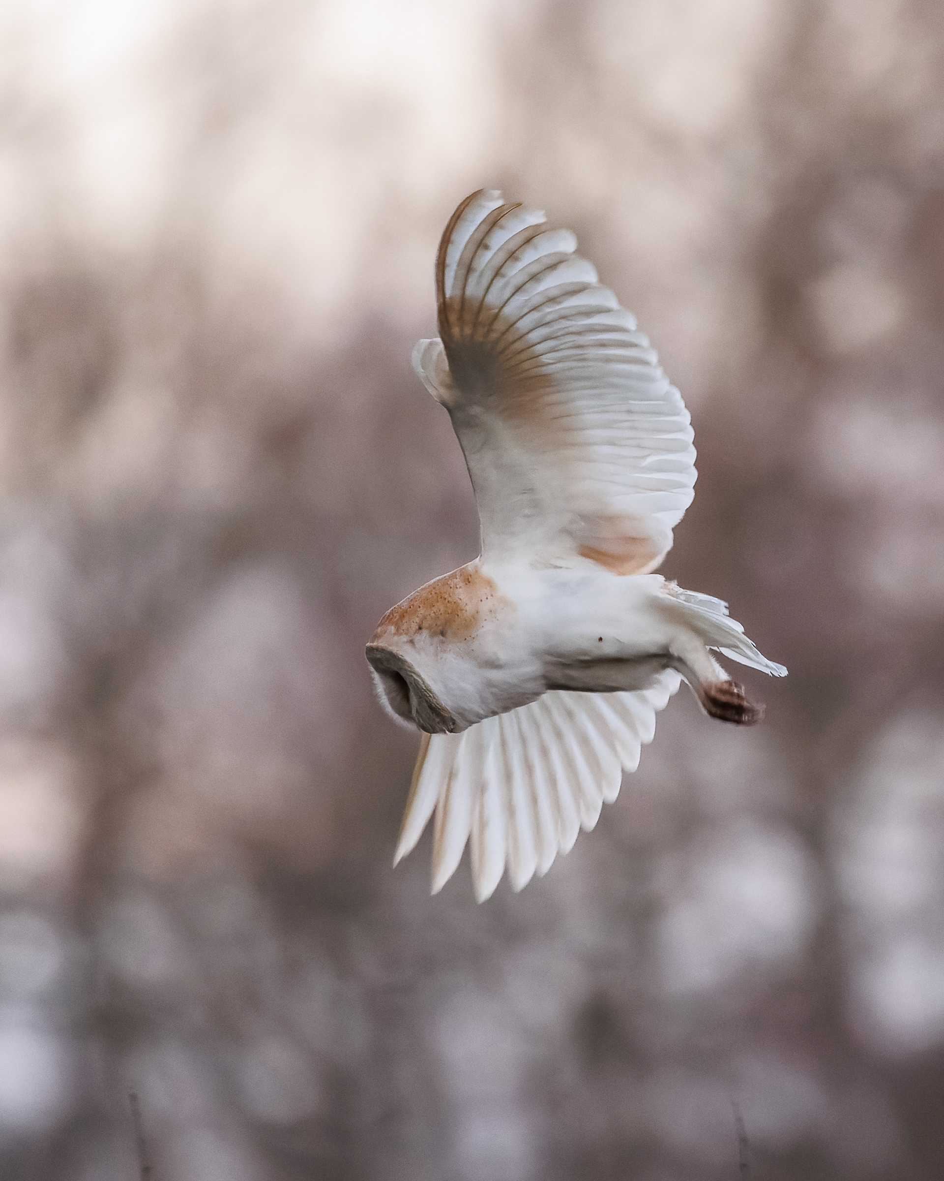 Barn Owl