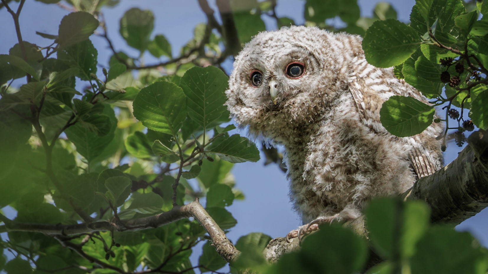 Tawny Owl