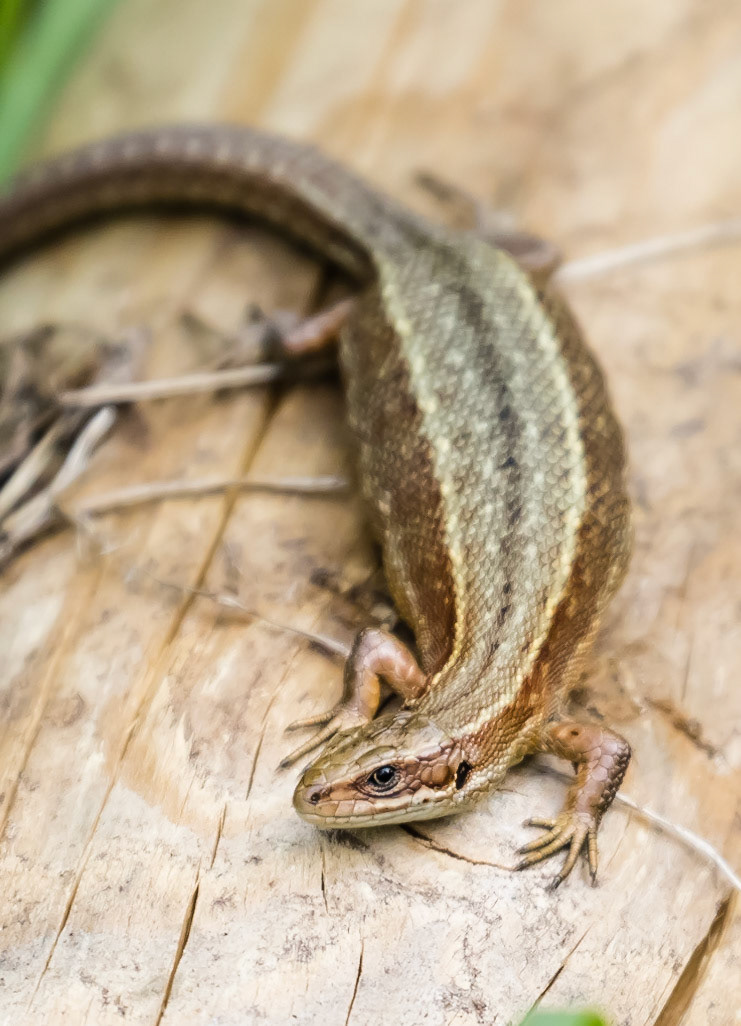 Common Lizard